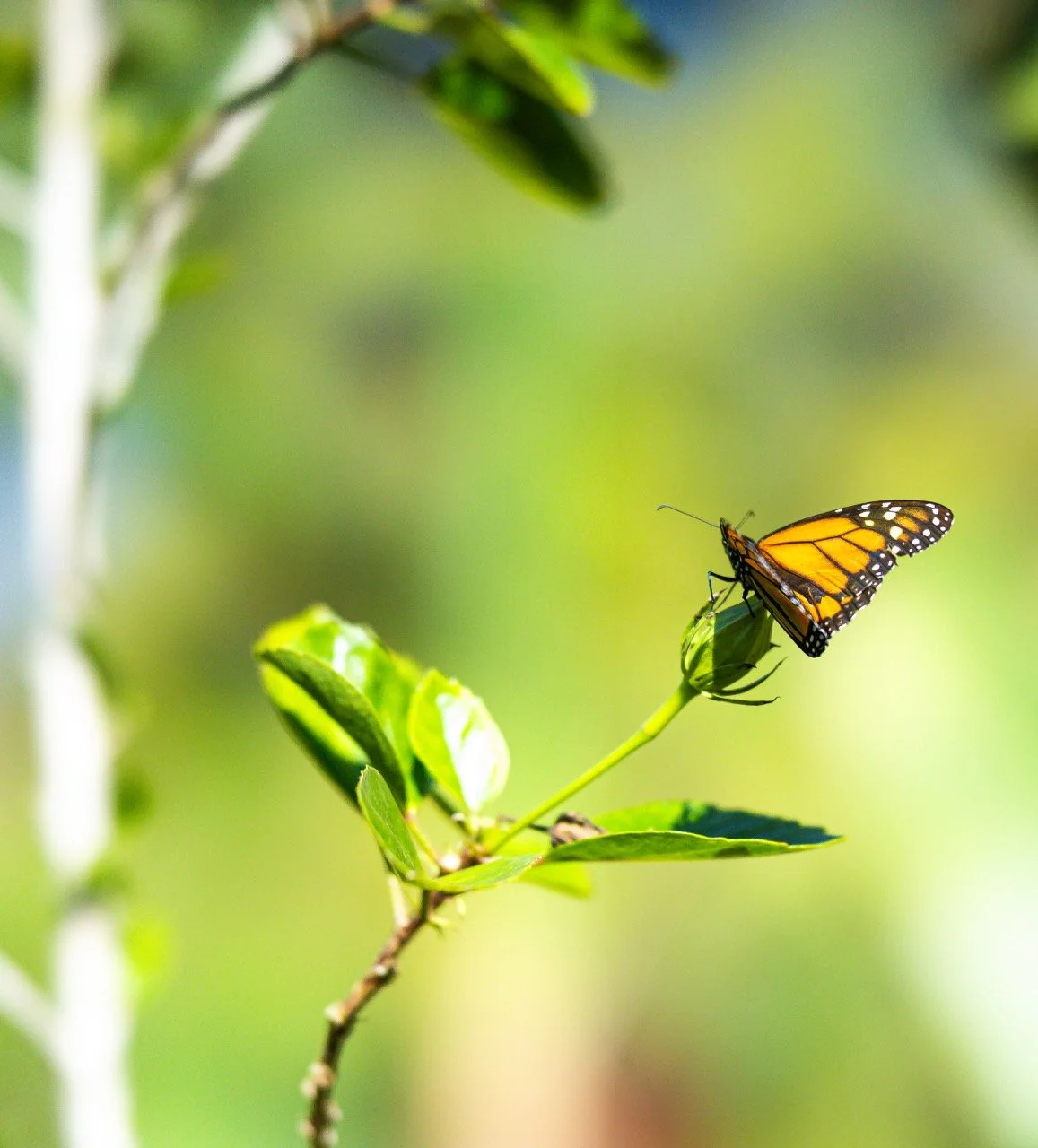 1K3A2827 copy Large.jpeg