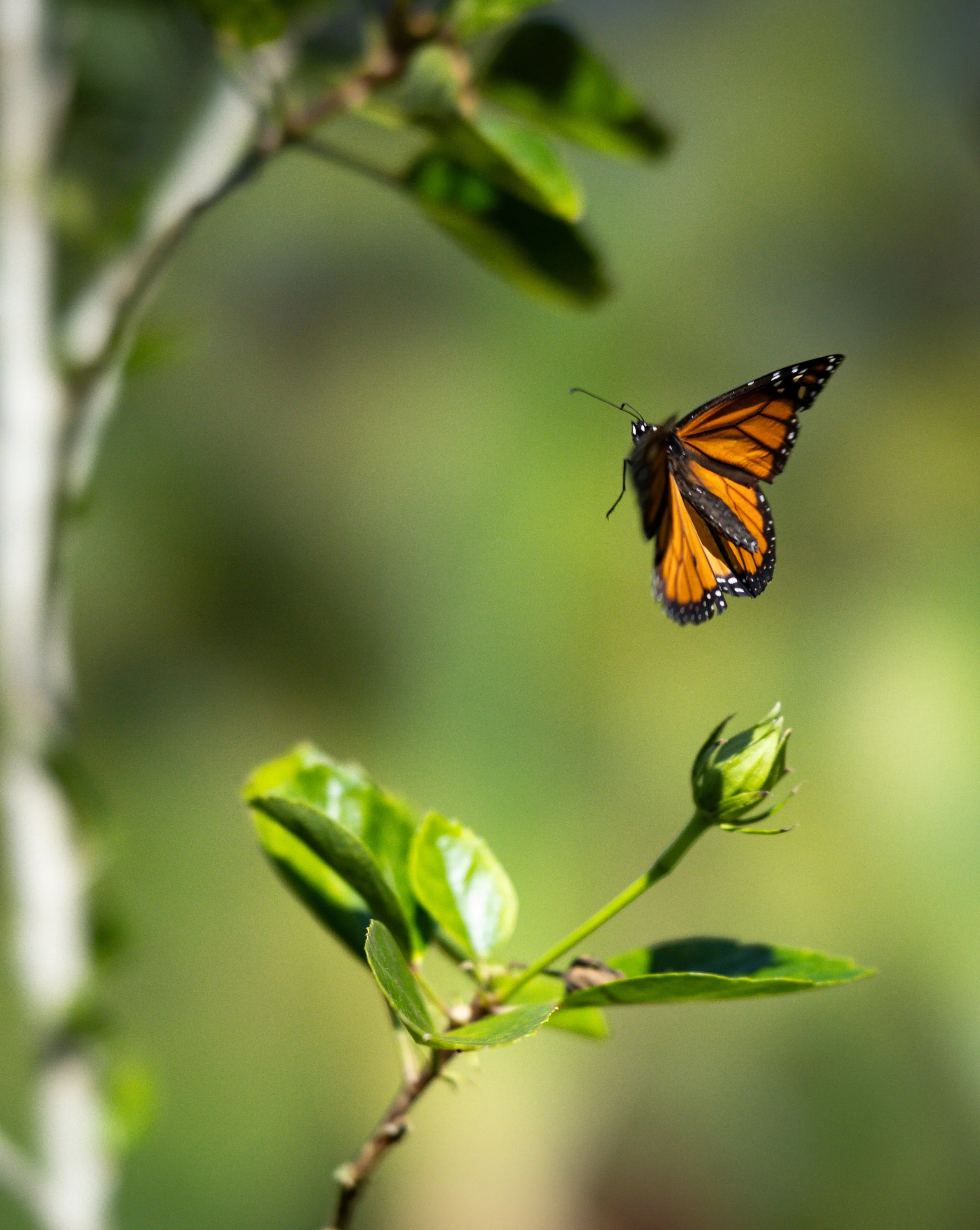Butterfly - The Marilyn Touch
