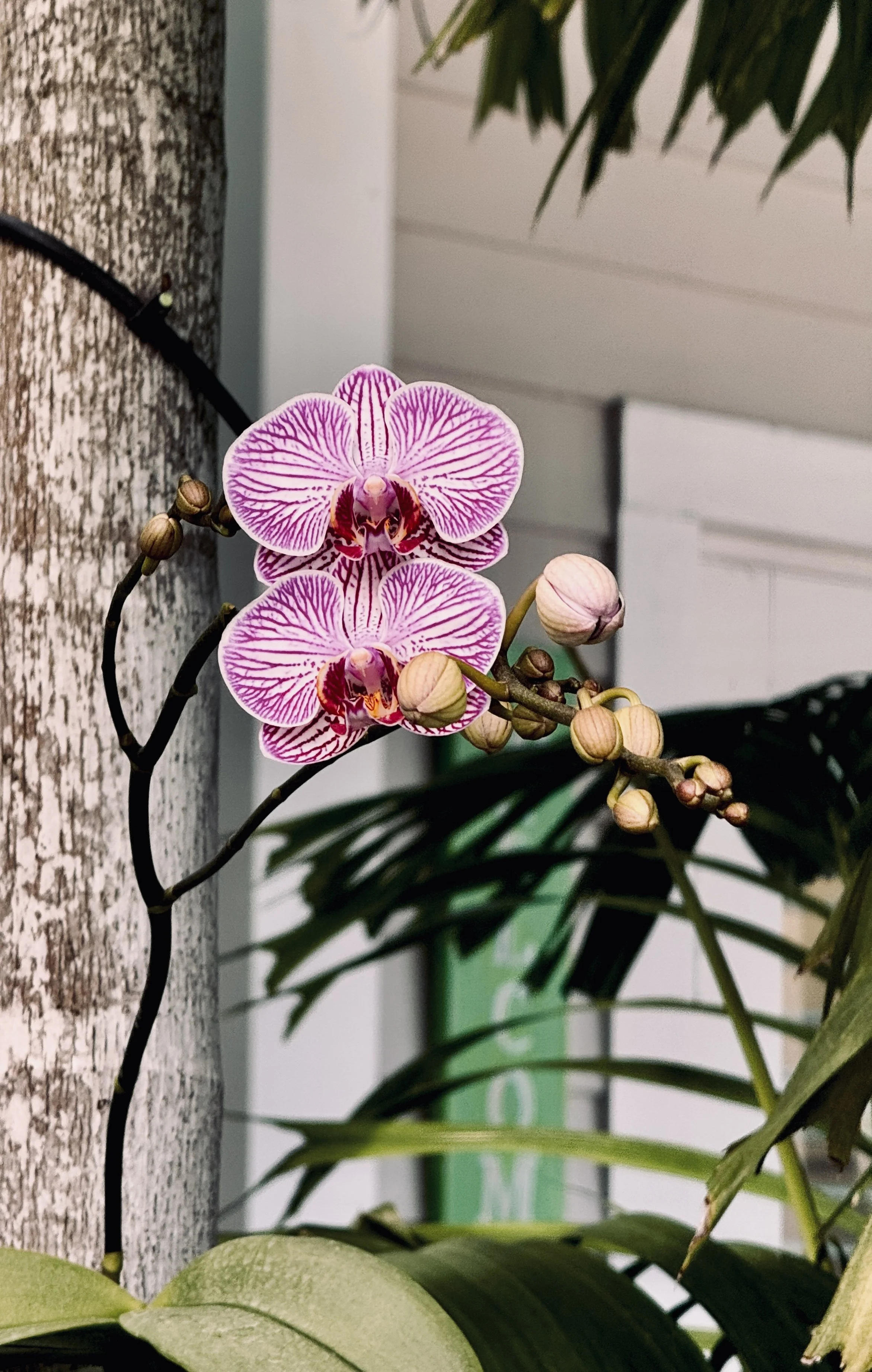 Orchid - The Marilyn Touch