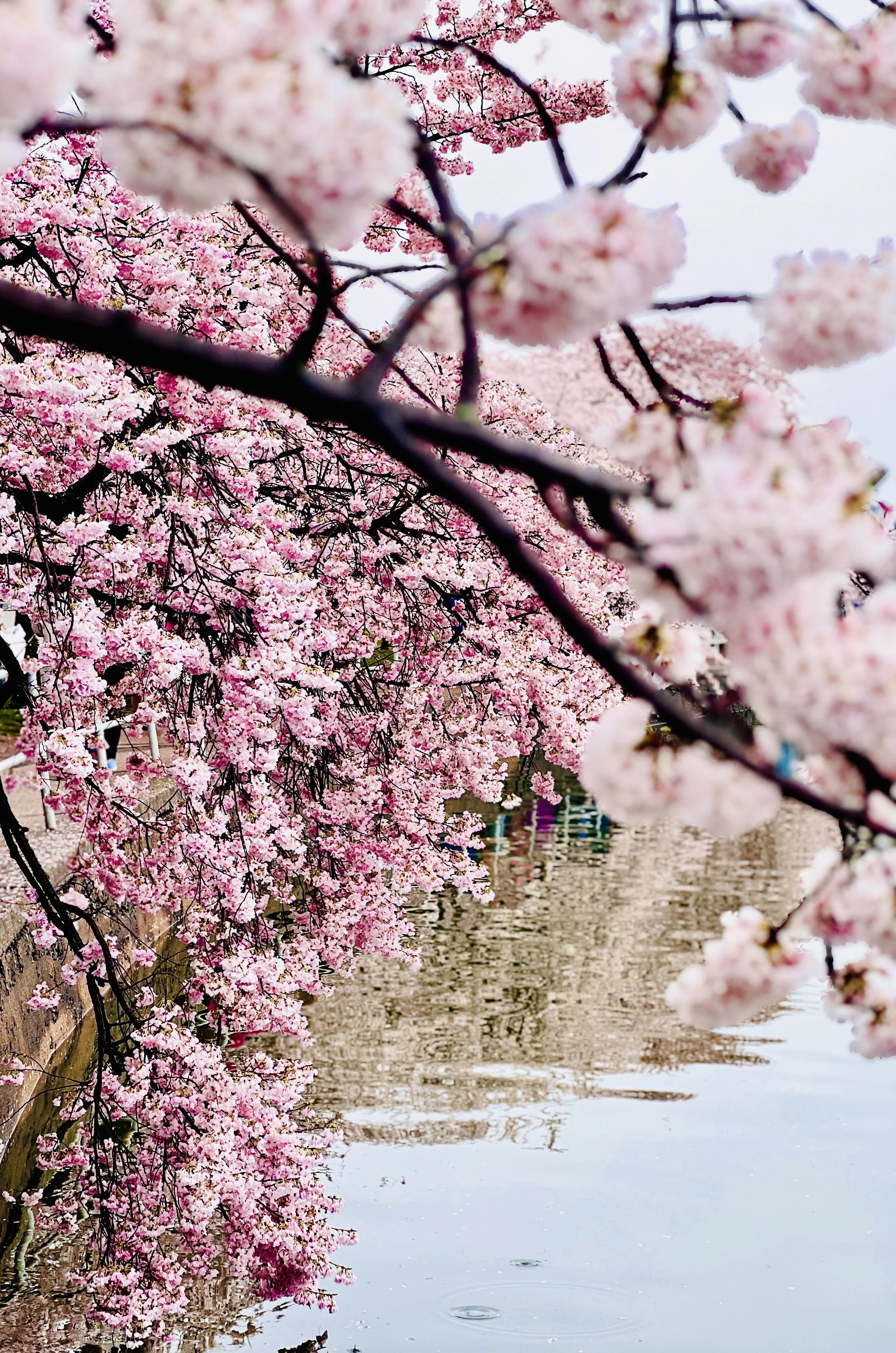 Cherry Blossom - The Marilyn Touch