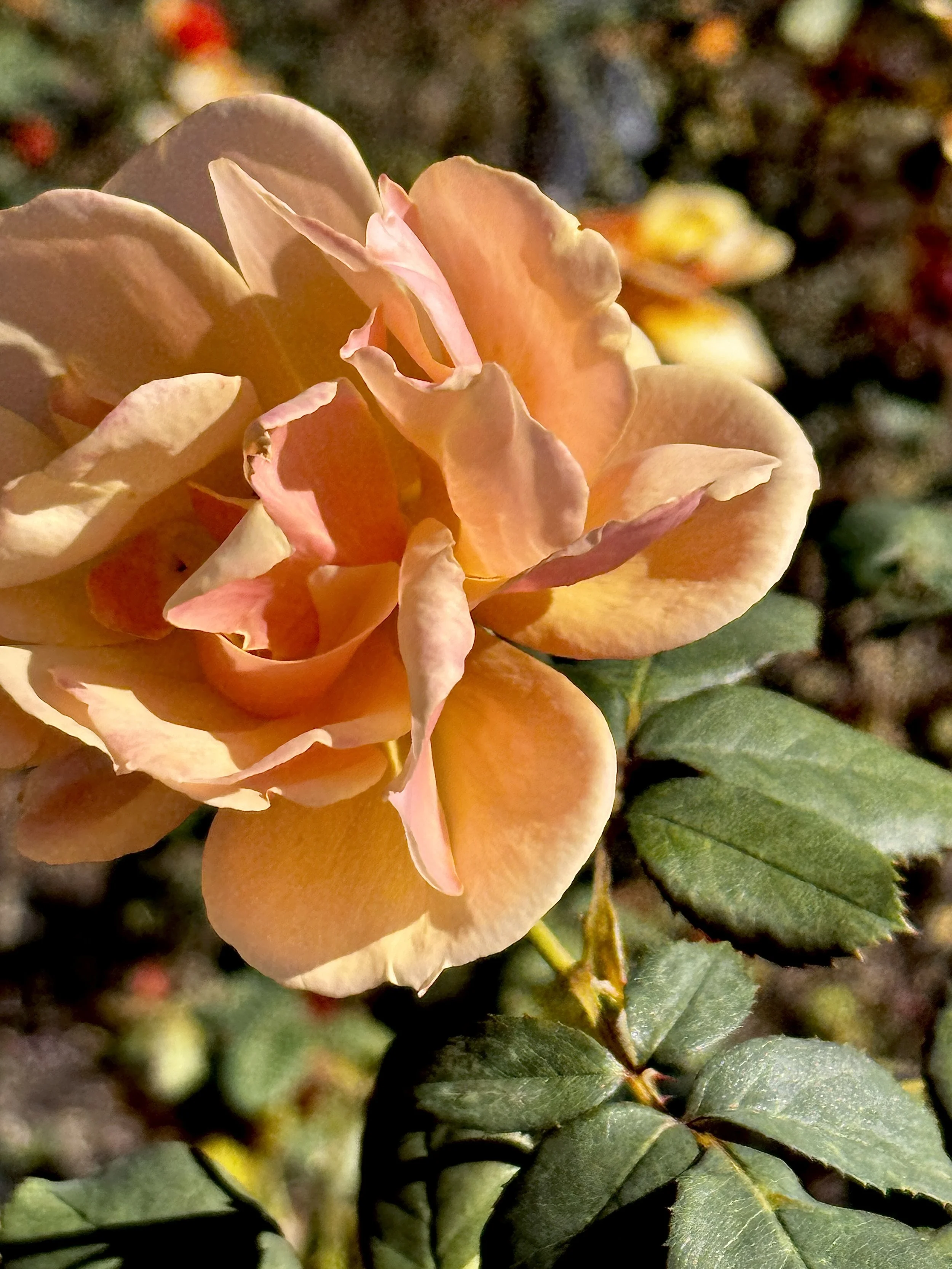 Peach Flower - The Marilyn Touch