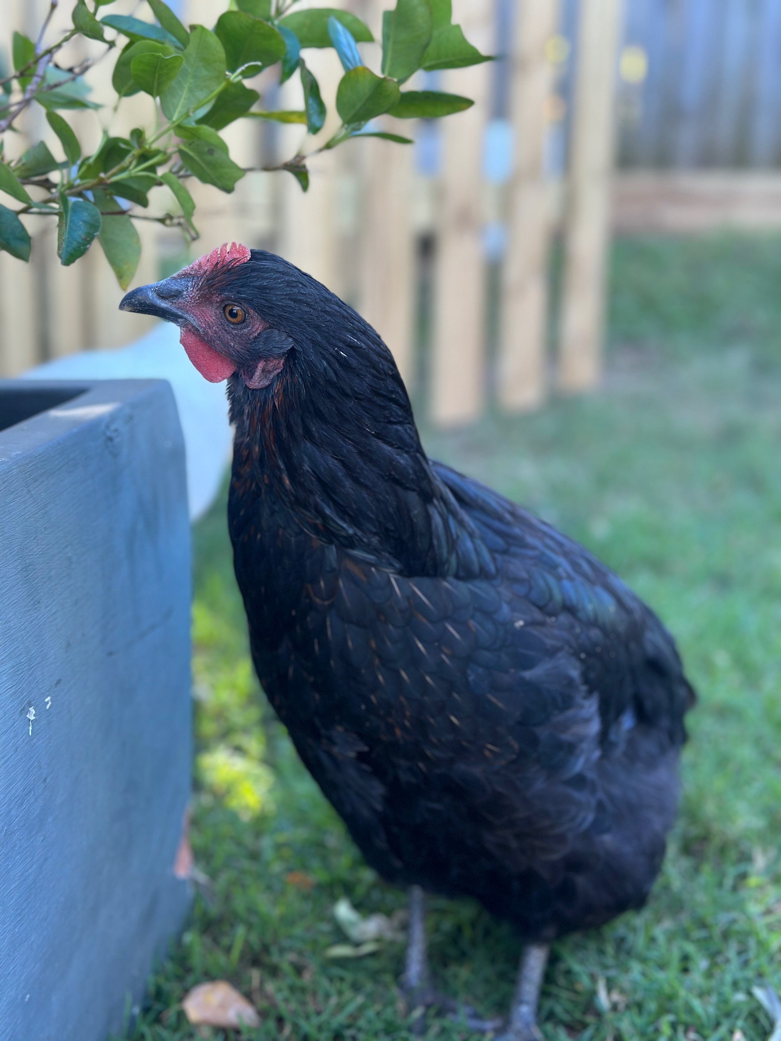 "SKYE"
Always exploring and loves to scratch in the ground