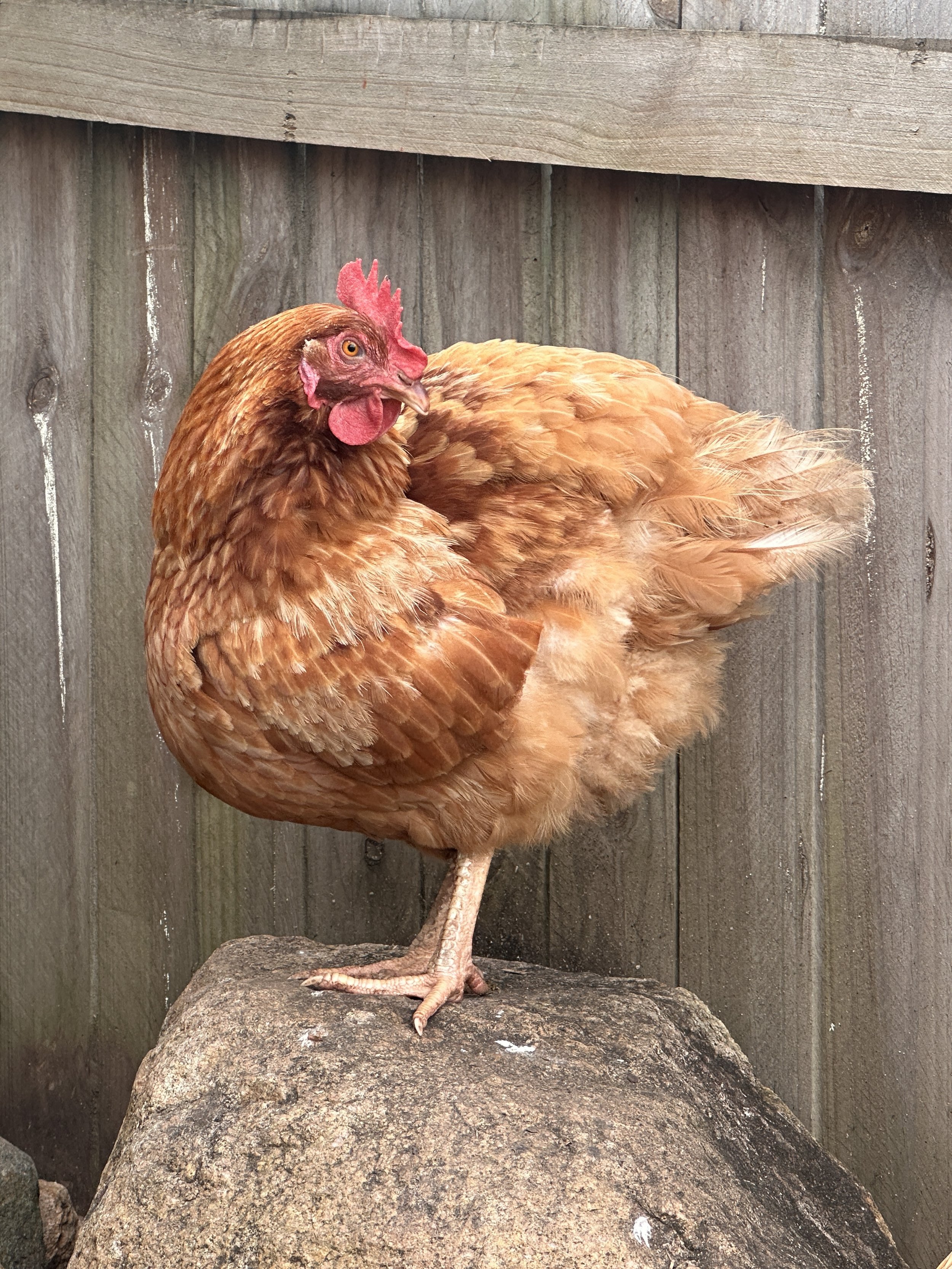 "LITTLE RED"
The OG hen, she's inquisitive about everything
