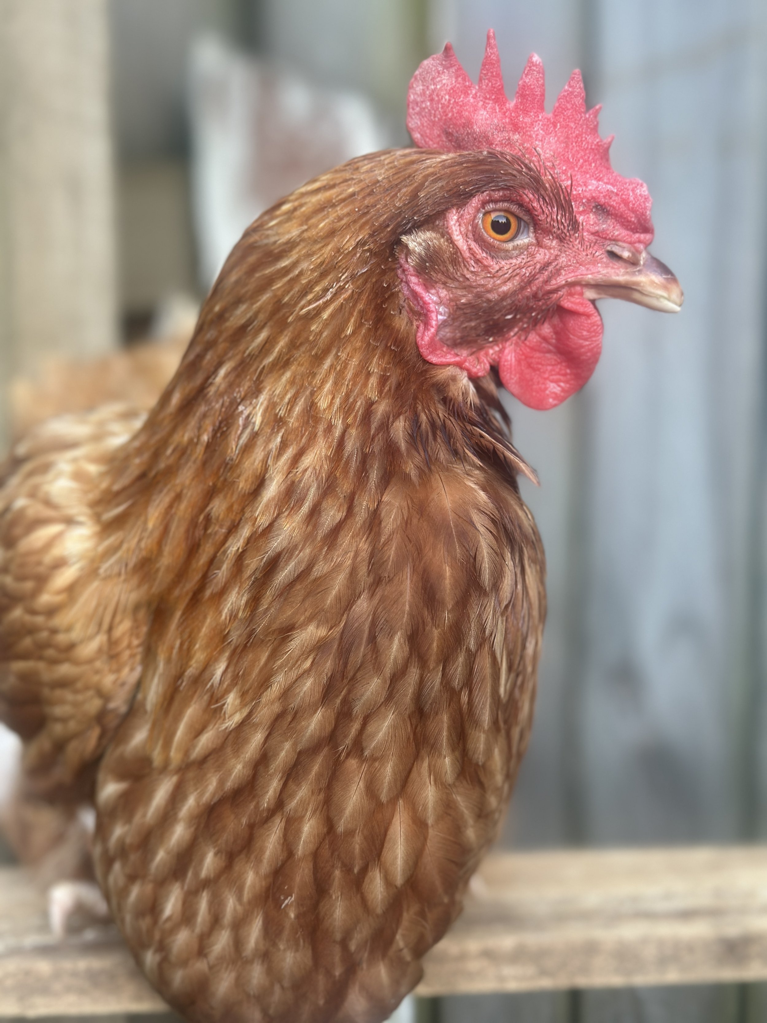 "GOLDIE"
Known for her eggs with a rich yellow yolk