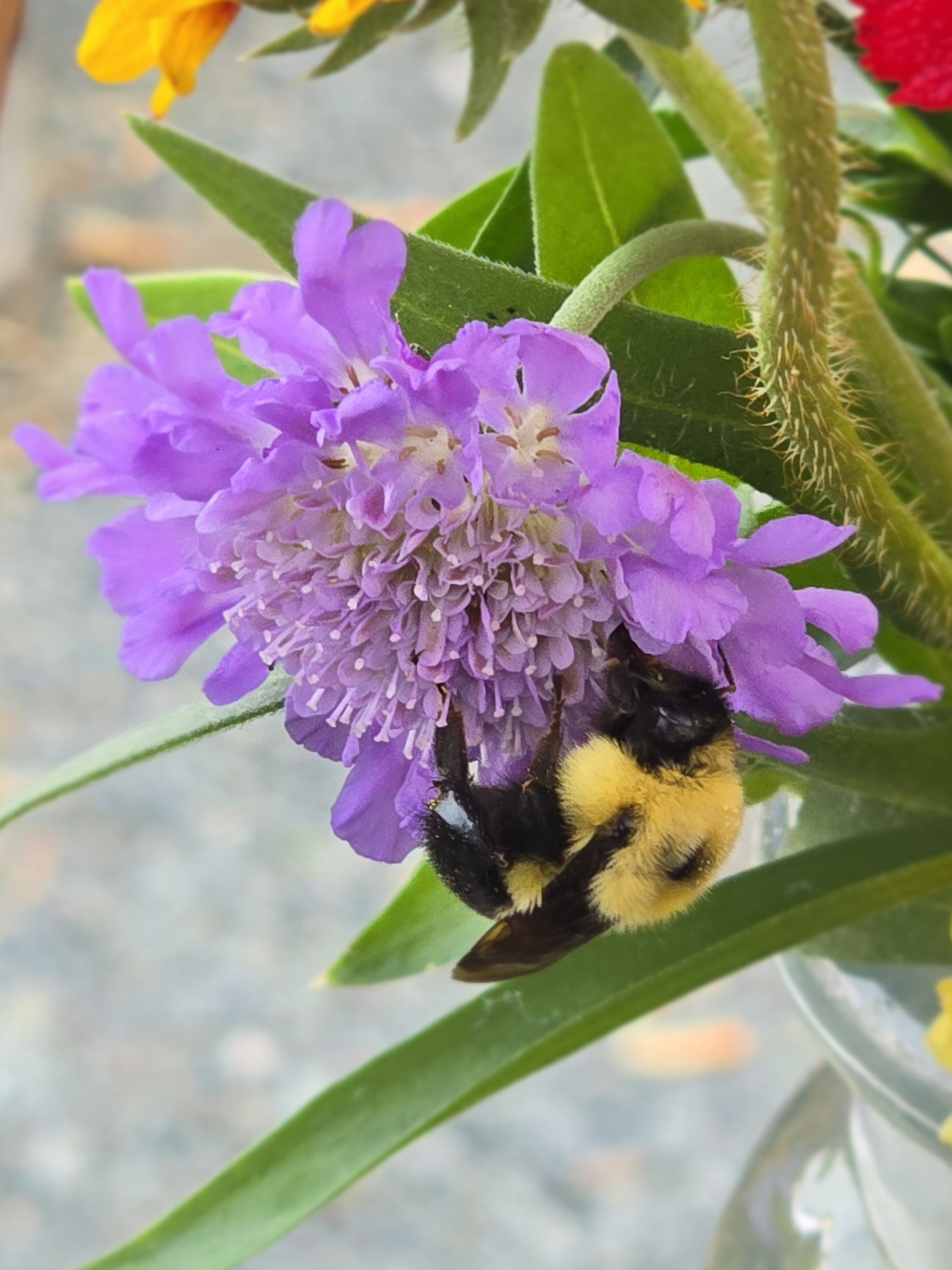 A bumblebee collecting nectar from a purple flower with green leaves around it.