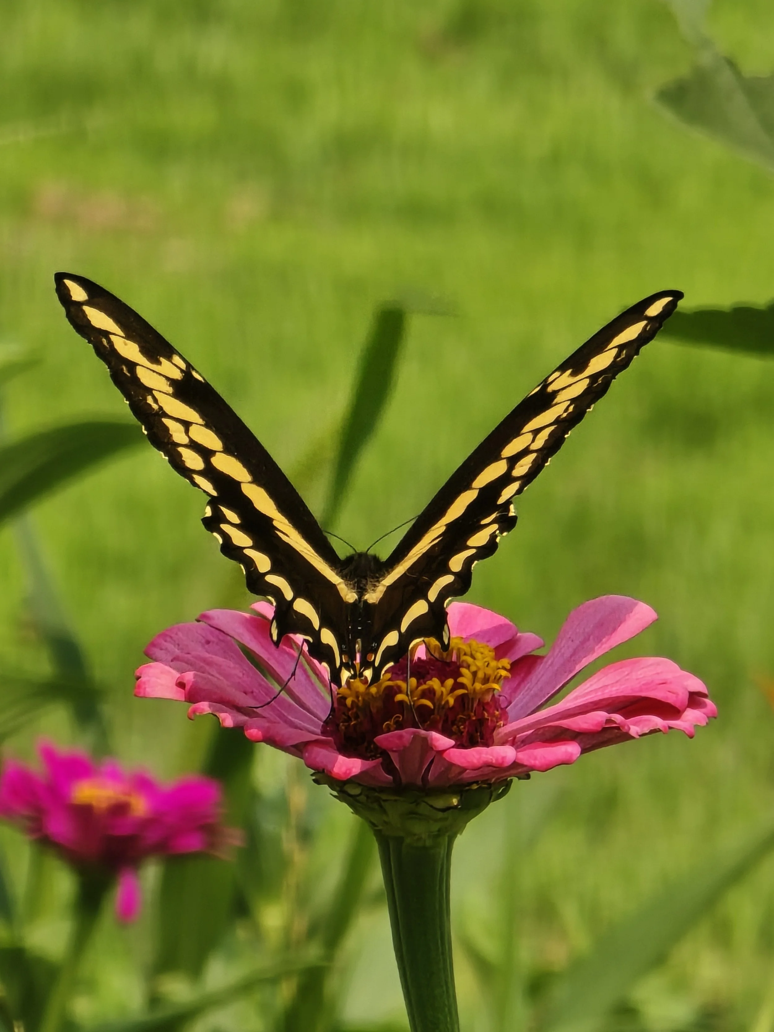 A black and yellow butterfly perched on a pink flower with a green blurred background.