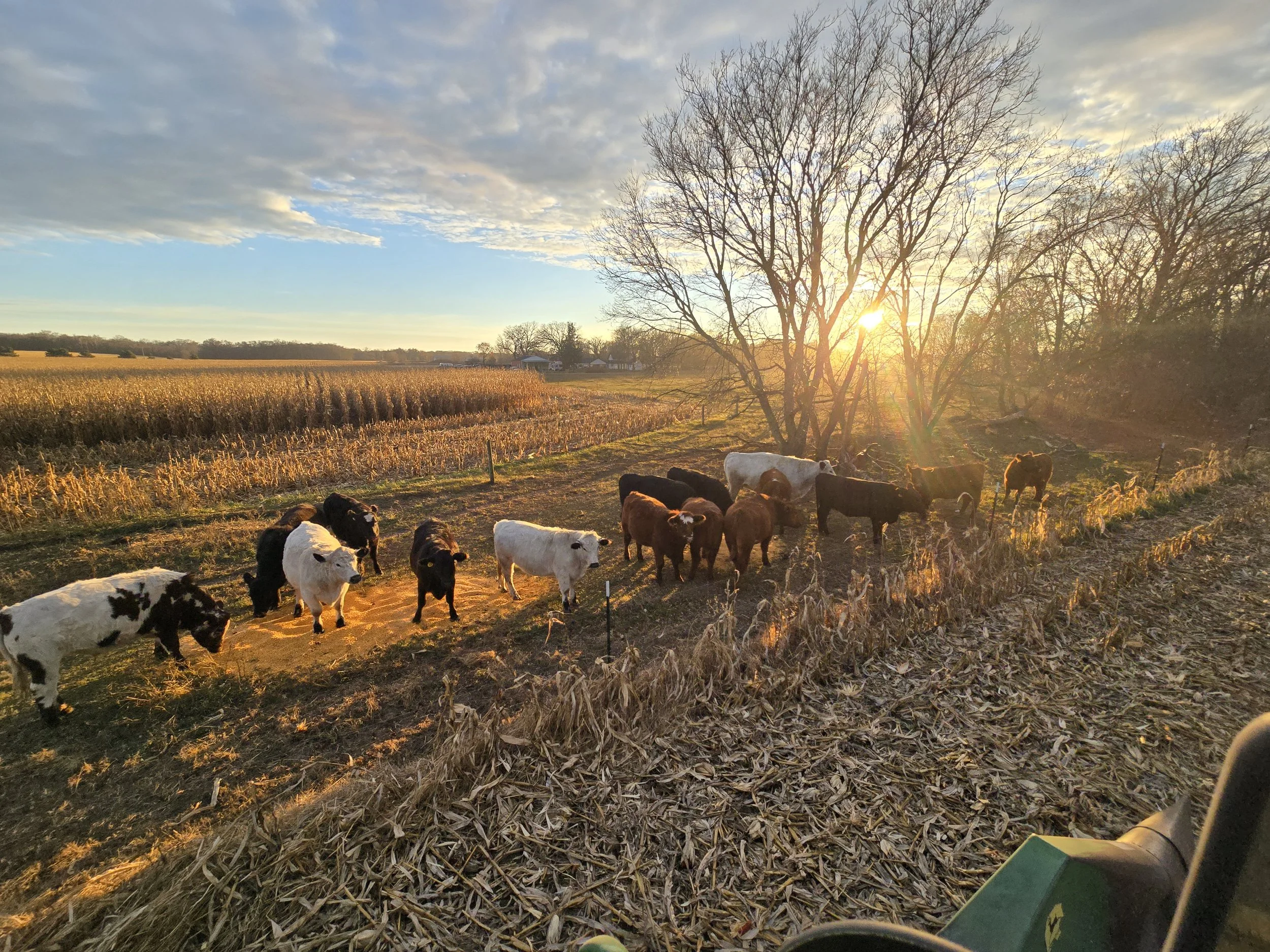 Cattle grazing on farmland during sunset with trees and fields in the background.