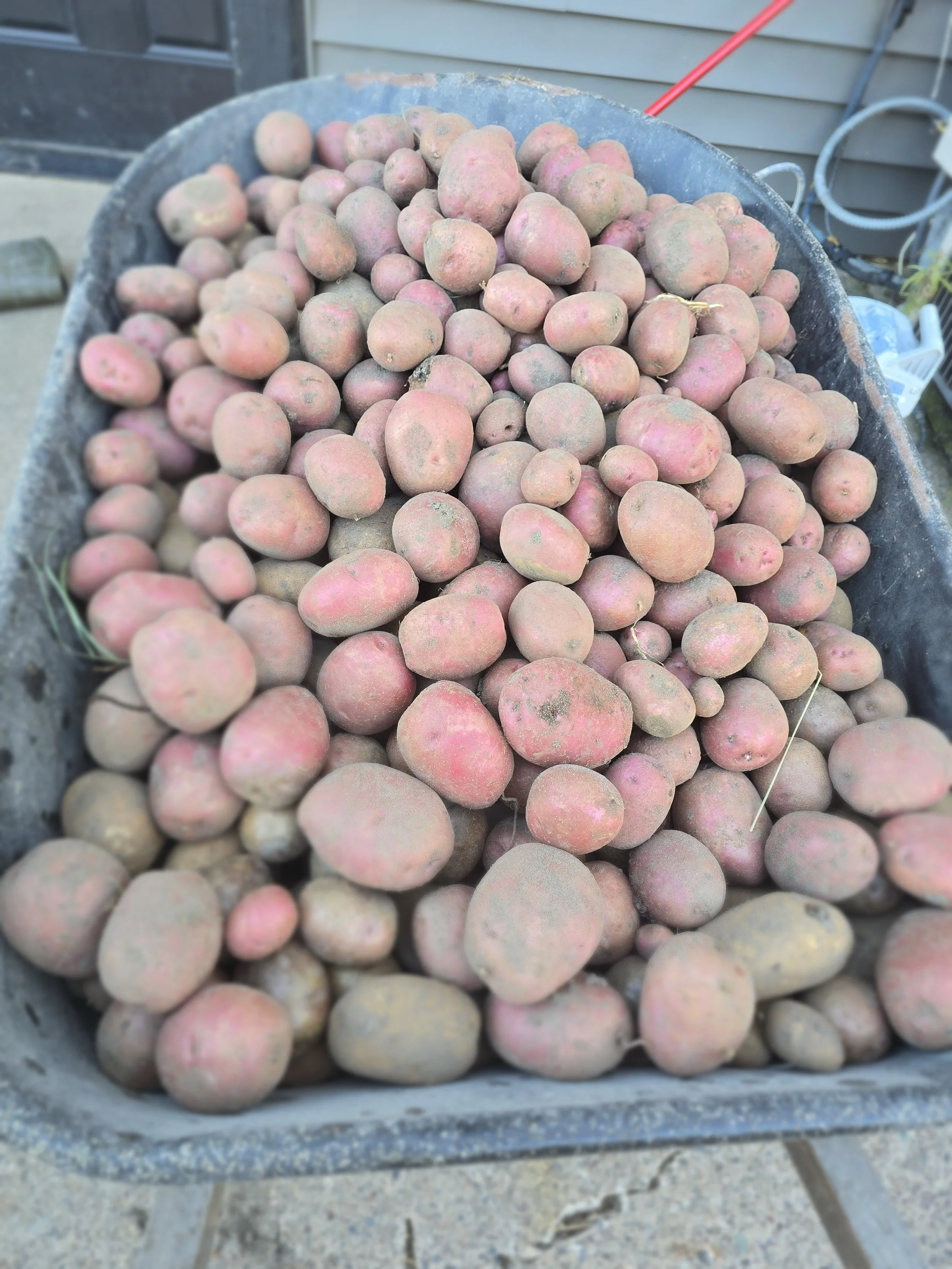 Wheelbarrow filled with freshly dug, dusty pink potatoes outside a house.