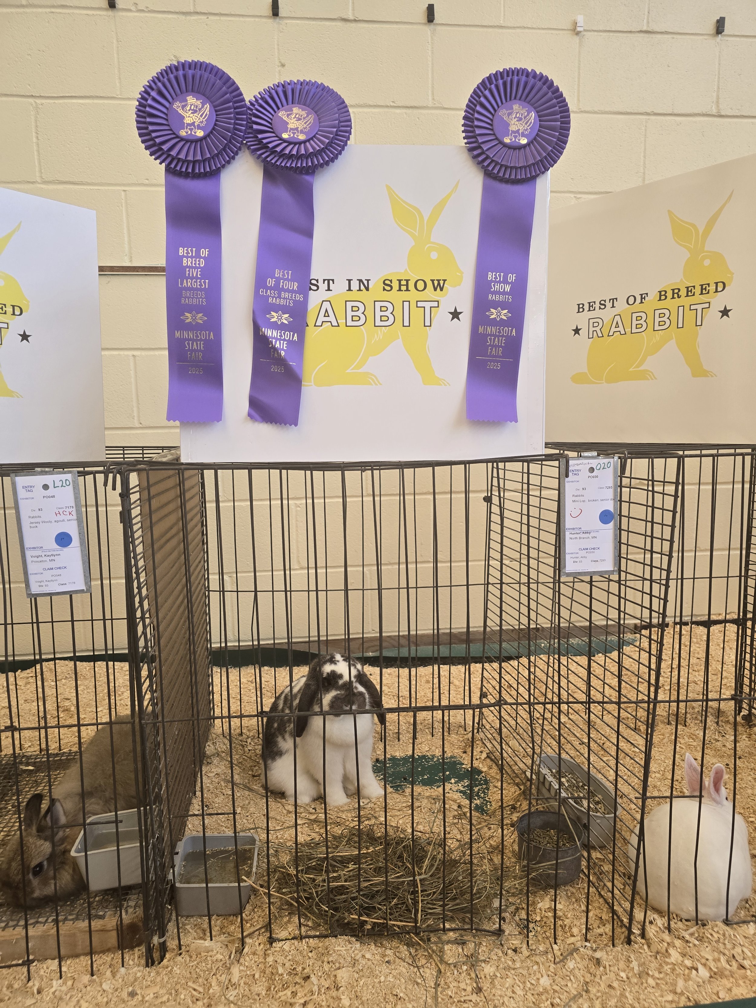 Three rabbits in a display at a fair with purple ribbons for 