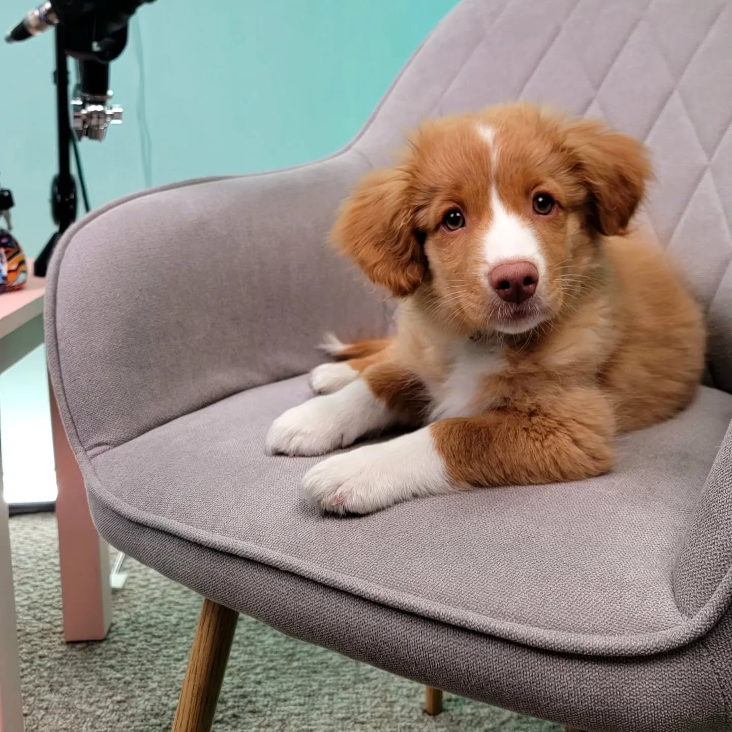We would like to officially introduce our new Creative Director, Aspen. She will be learning the ropes from our Podcast Manager Maple over the coming months.

Stayed tuned to see Aspen working hard in future episodes.

#dogpodcast #tollerpuppy #duckt