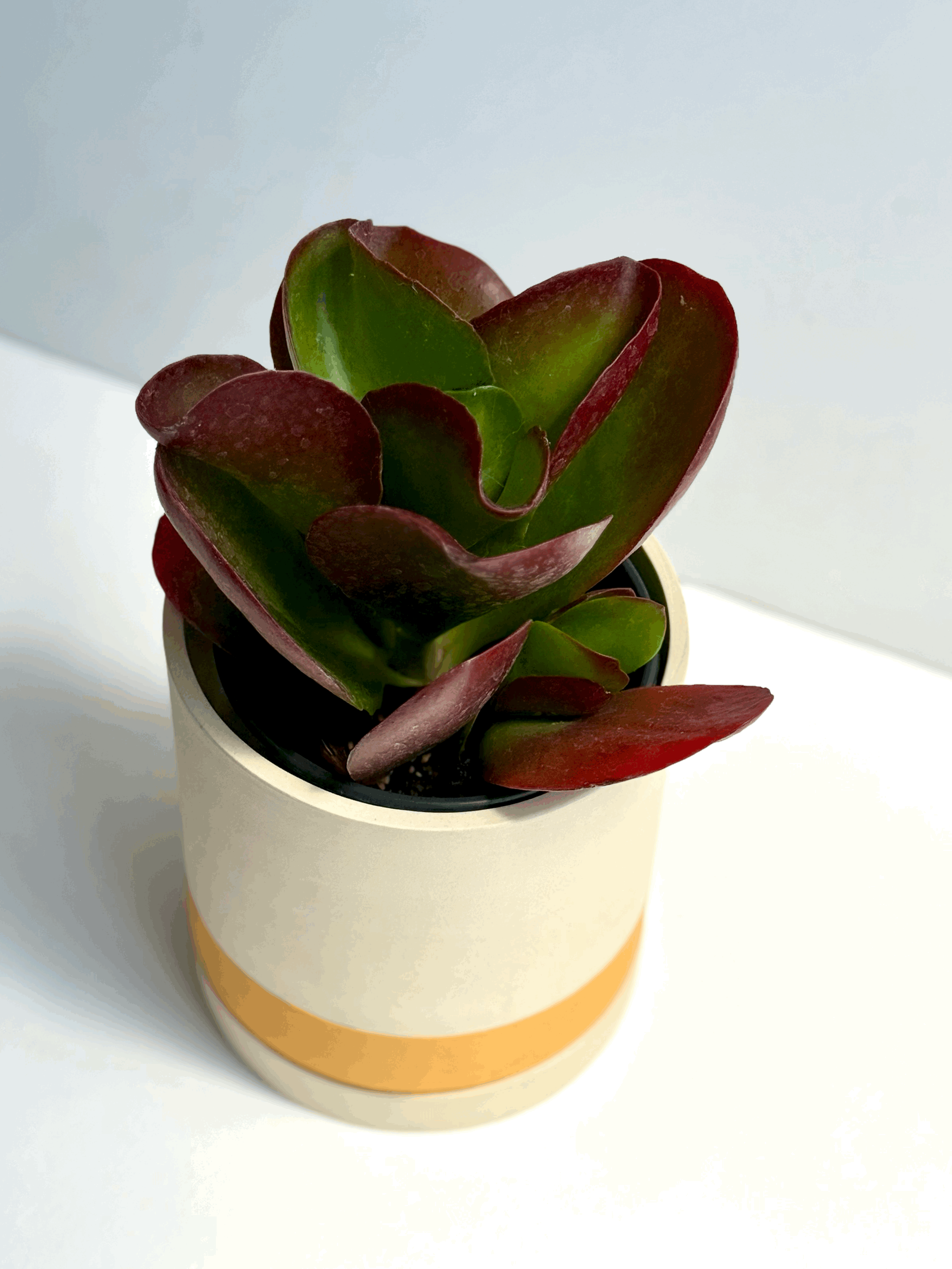 tempImagebAkNQ2.gif