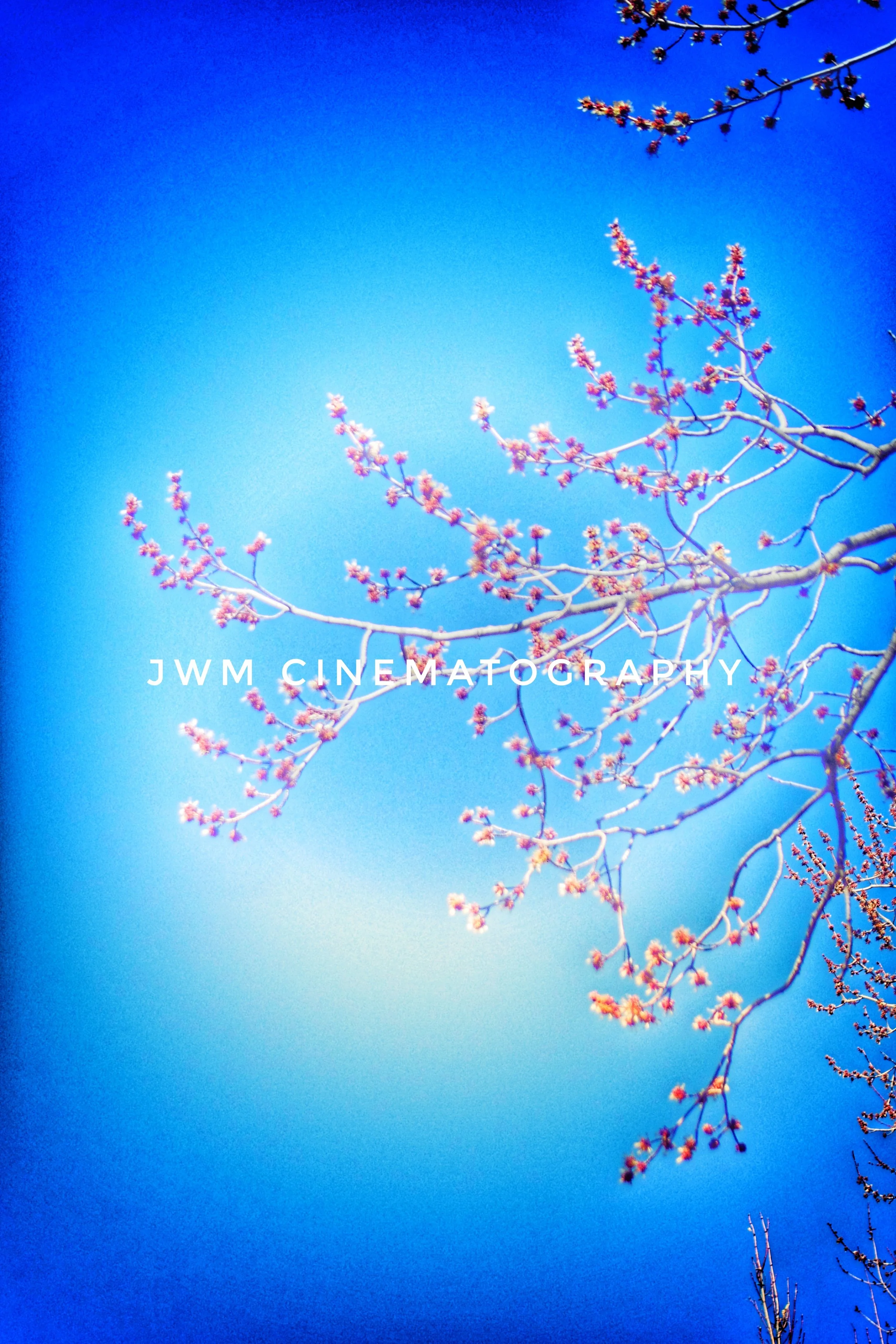 Branches with pink blossoms against a blue sky.