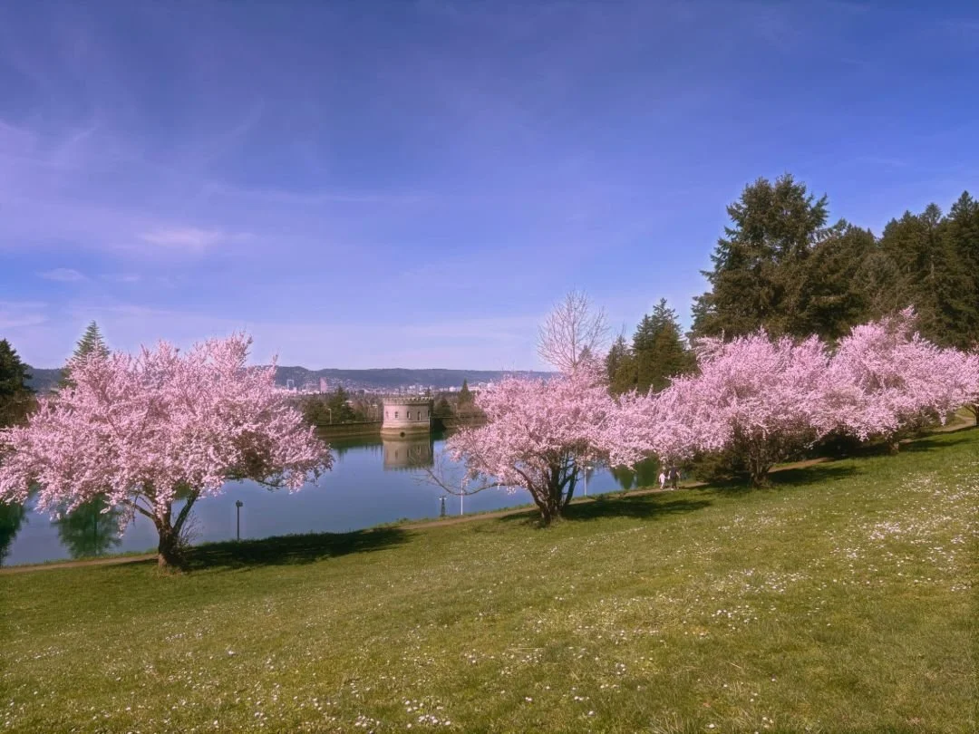 Ode to the Cherry Blossoms
