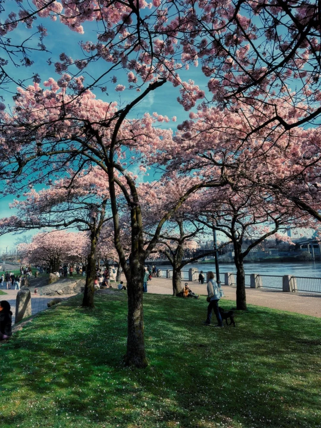 cherry-blossoms-02.jpeg