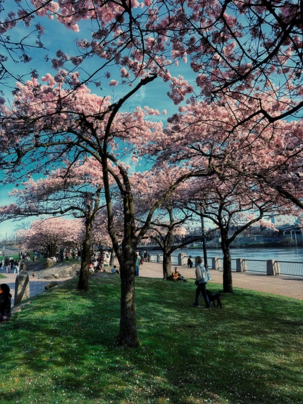 cherry-blossoms-02.jpeg