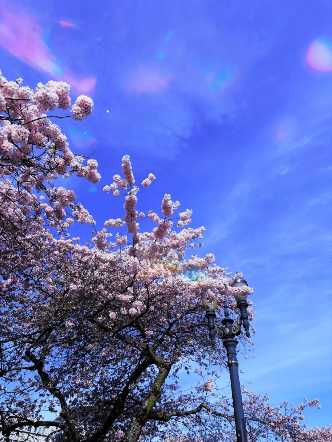 cherry-blossoms-03.jpeg