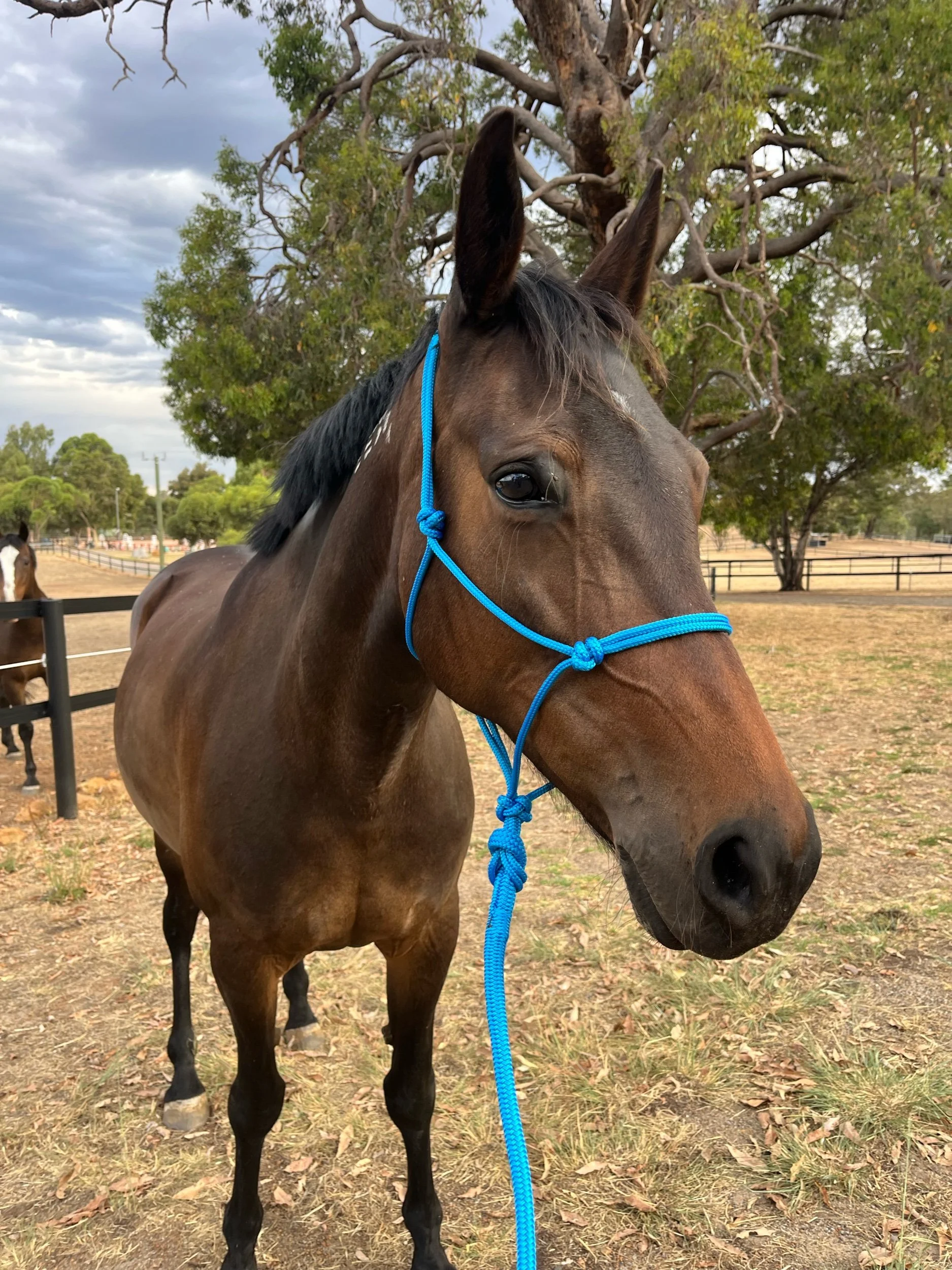 Blue 2 knot rope halter