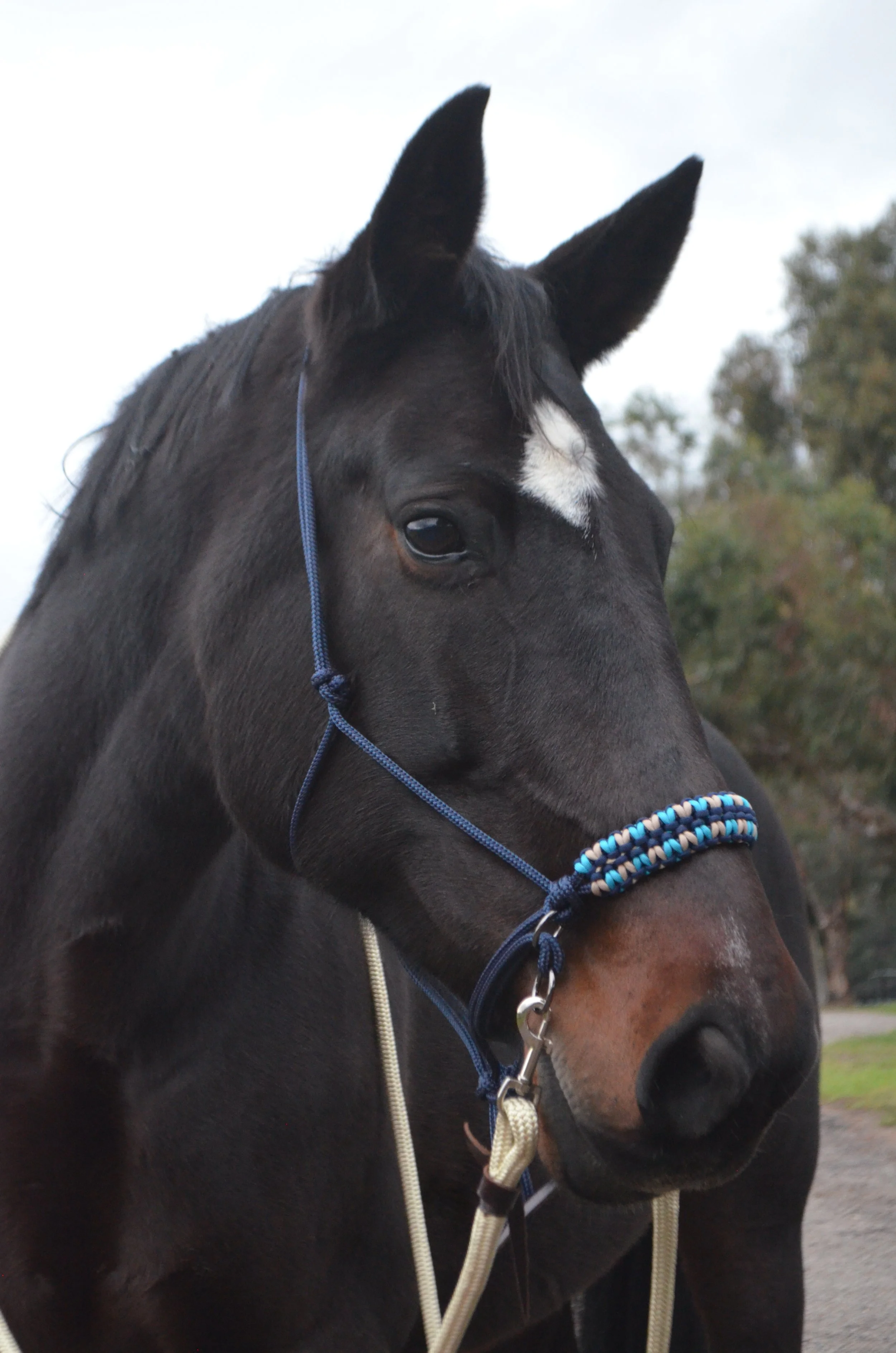 Bay horse with bitless bridle riding