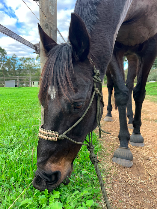 Olive green rope halter with wide noseband