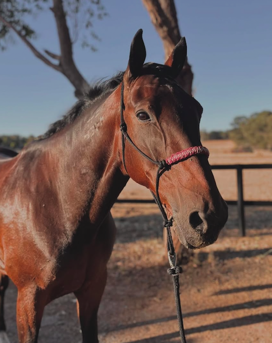Black rope halter with snake braid noseband (burgundy)