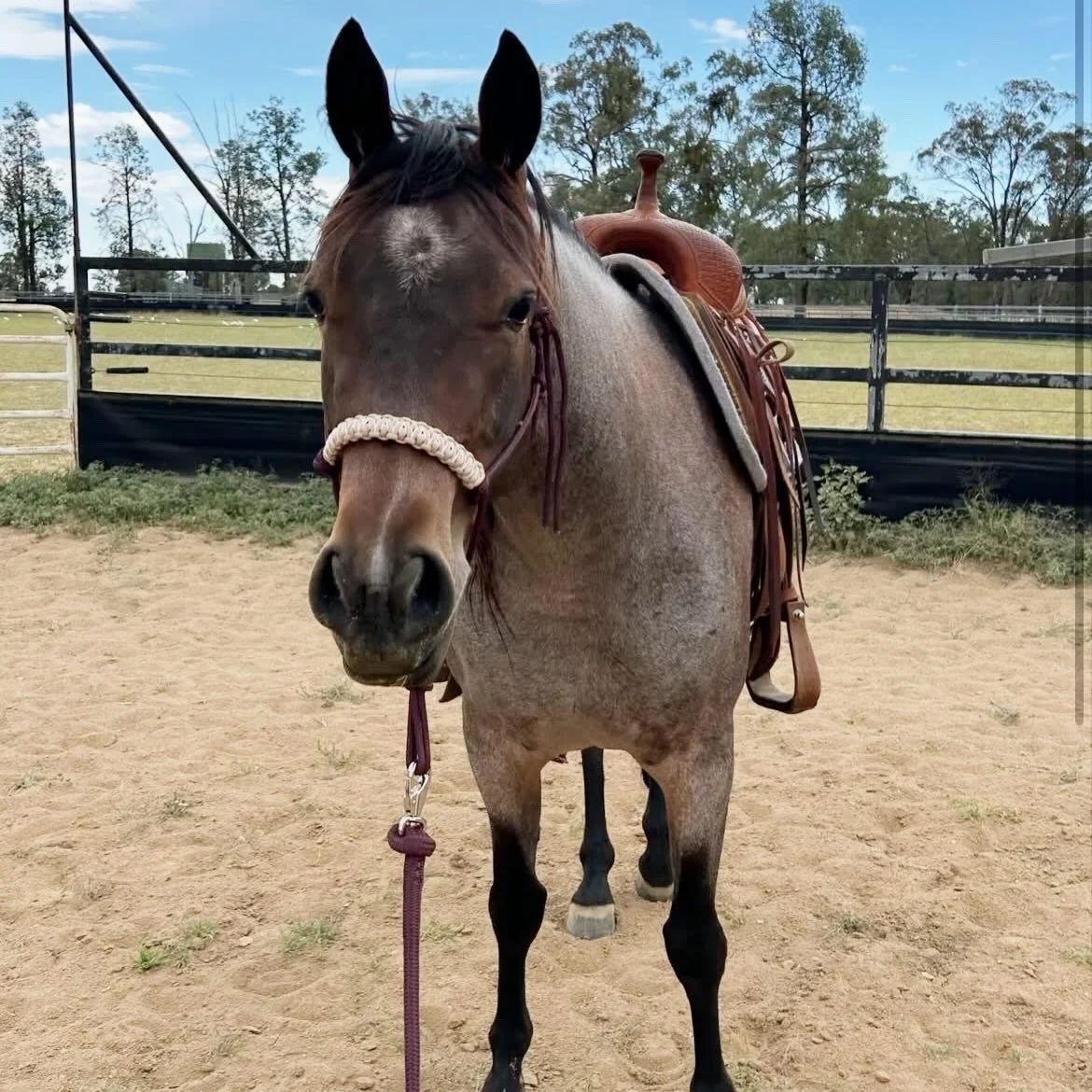Burgundy rope halter with square braid noseband