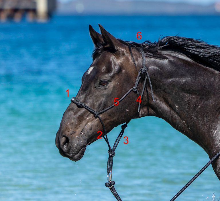 Close-up of a dark brown horse wearing a bridle, standing in water with a background of blue water and a distant shoreline.