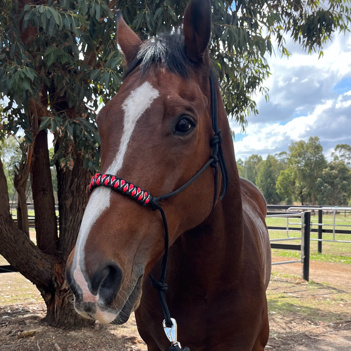Black rope halter with snake braid noseband (red)