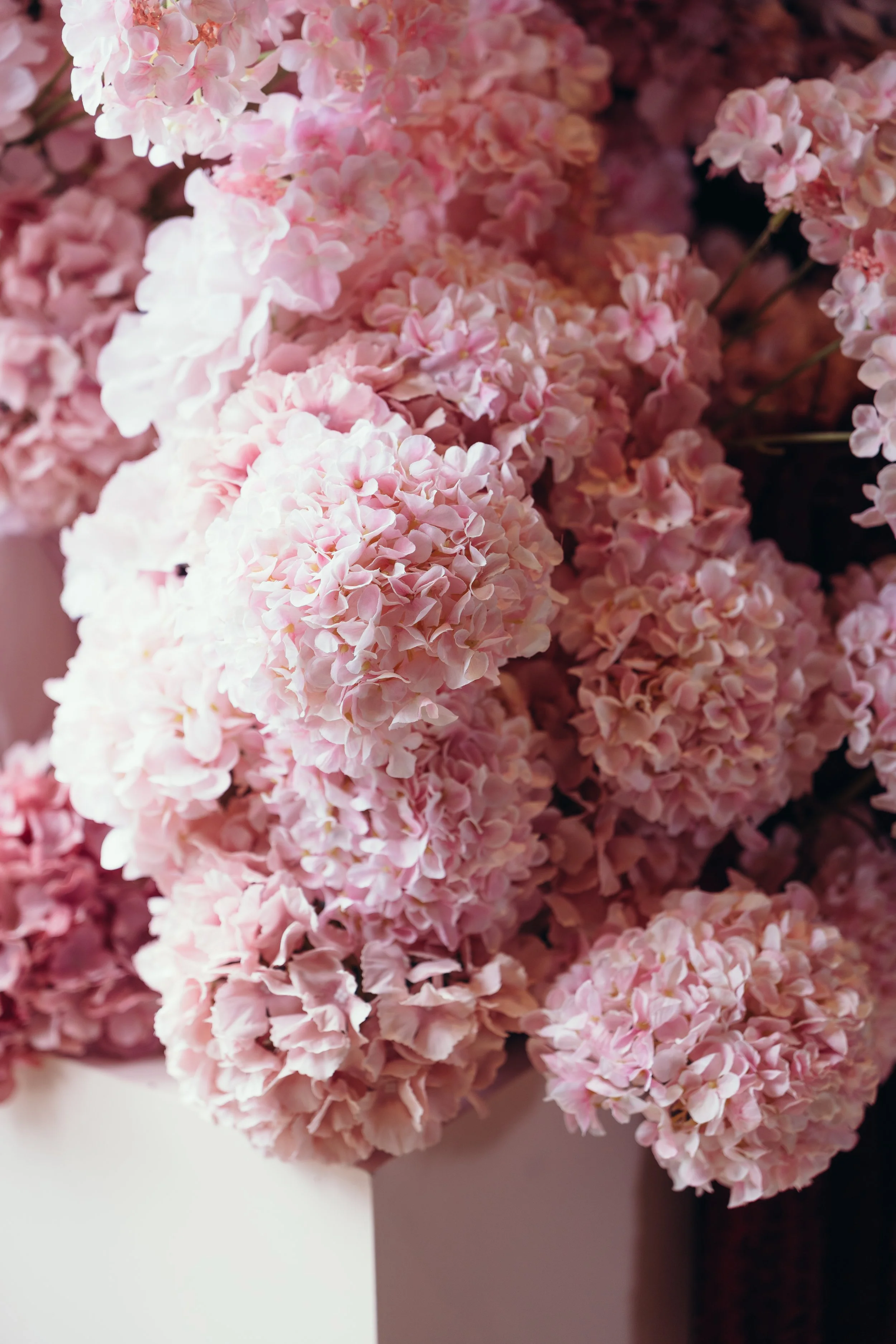 Aurelia (11 of 16).JPG