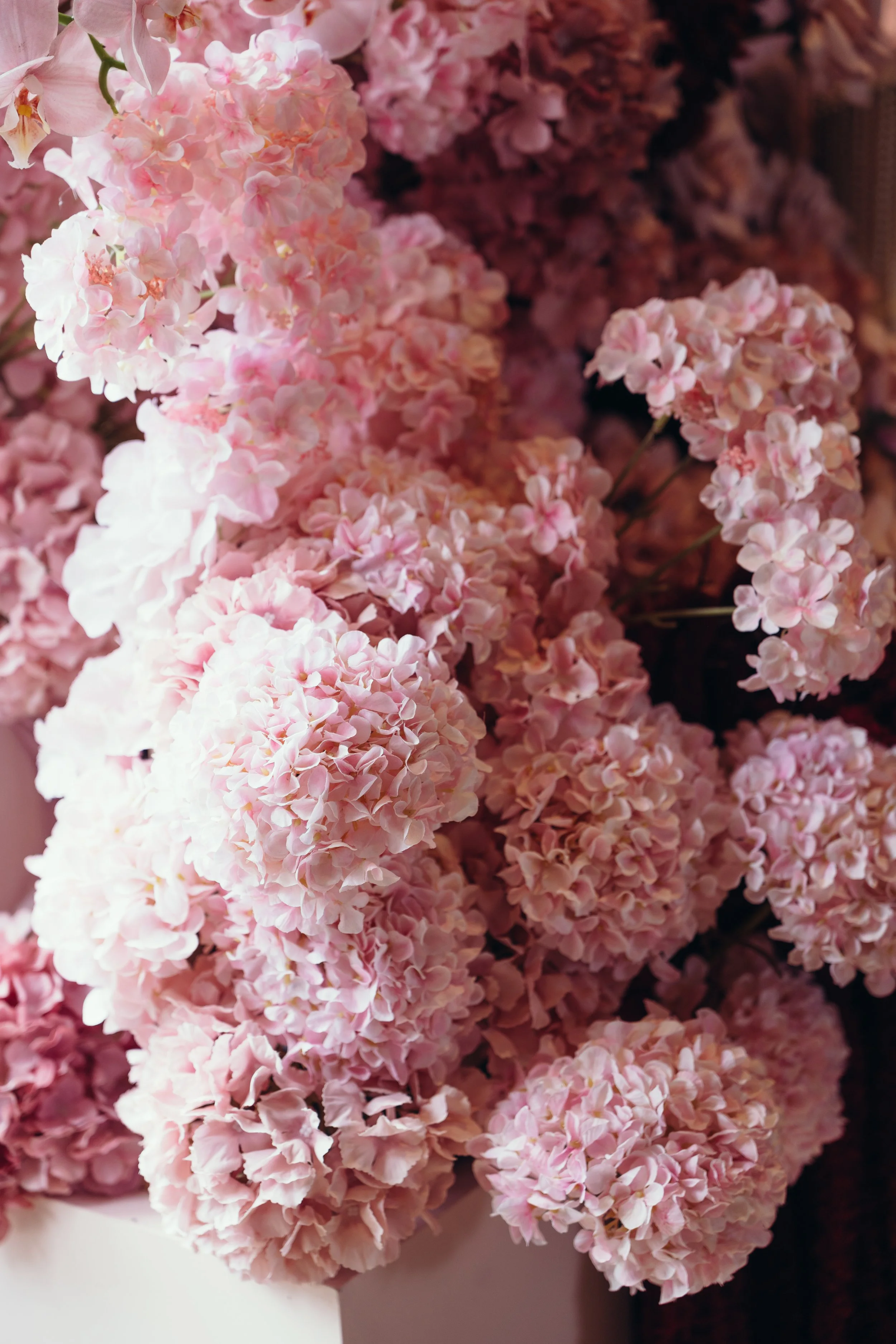 Aurelia (12 of 16).JPG