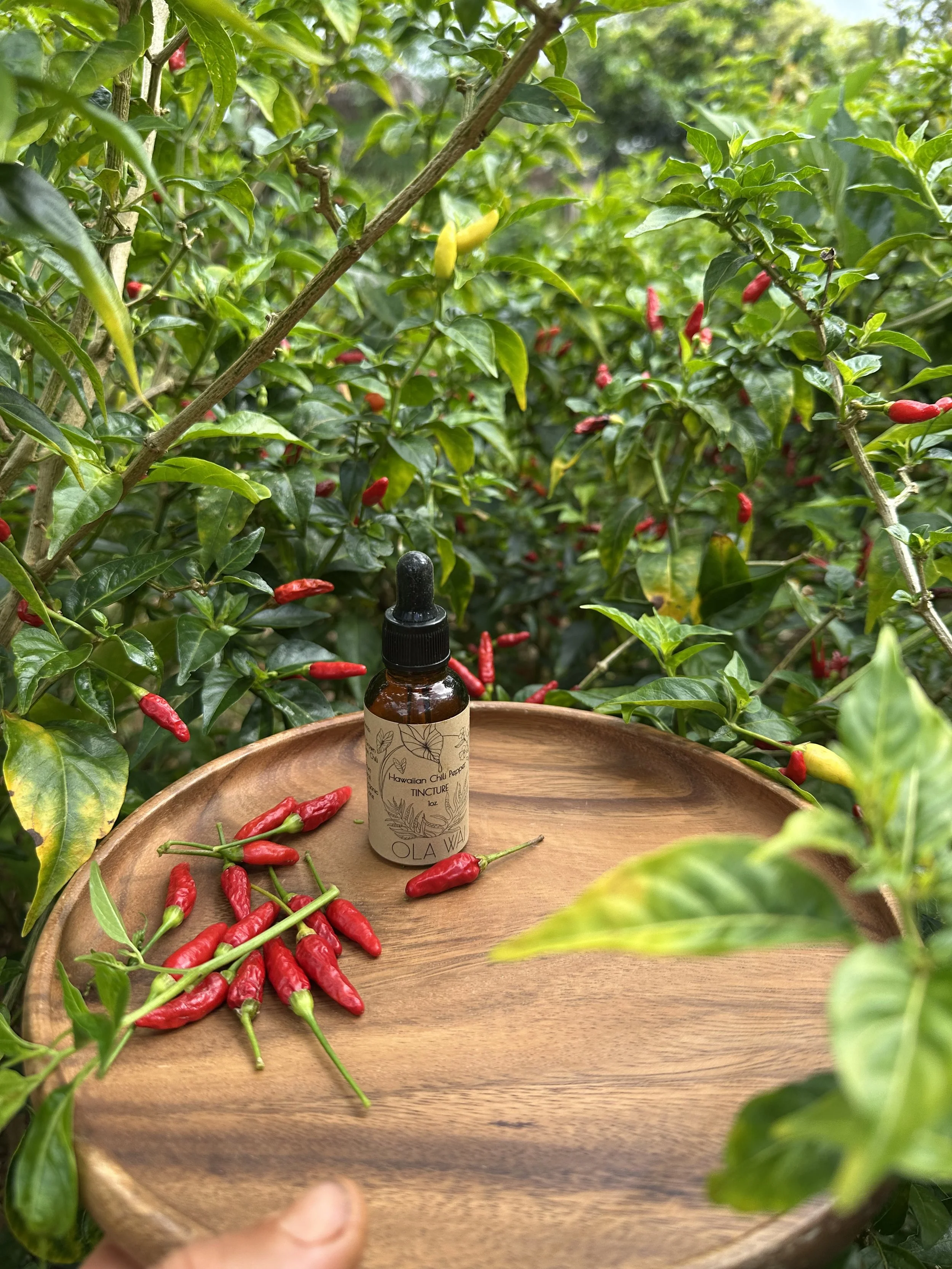 Hawaiian Chili Pepper Tincture