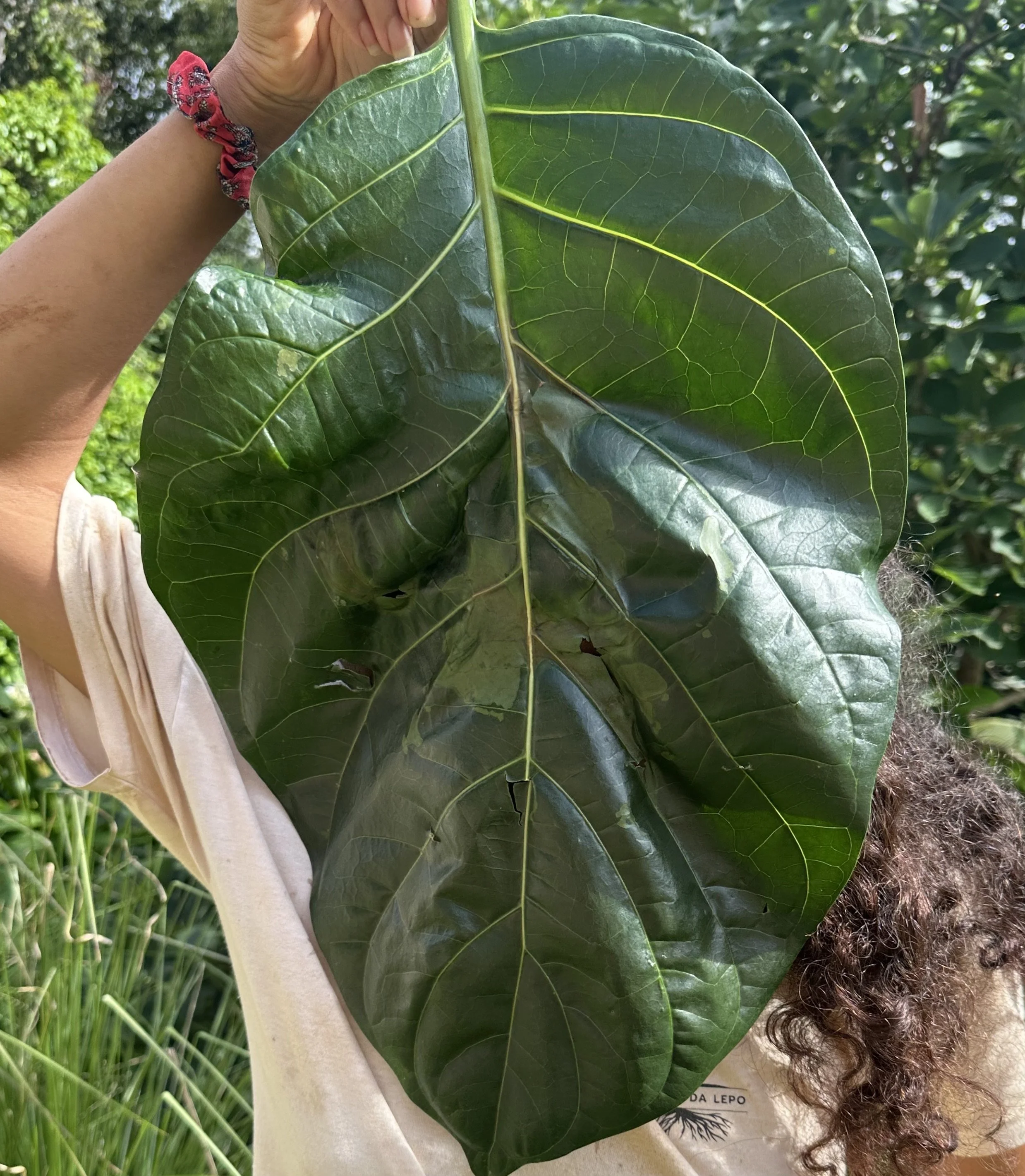 Noni Leaf Tincture