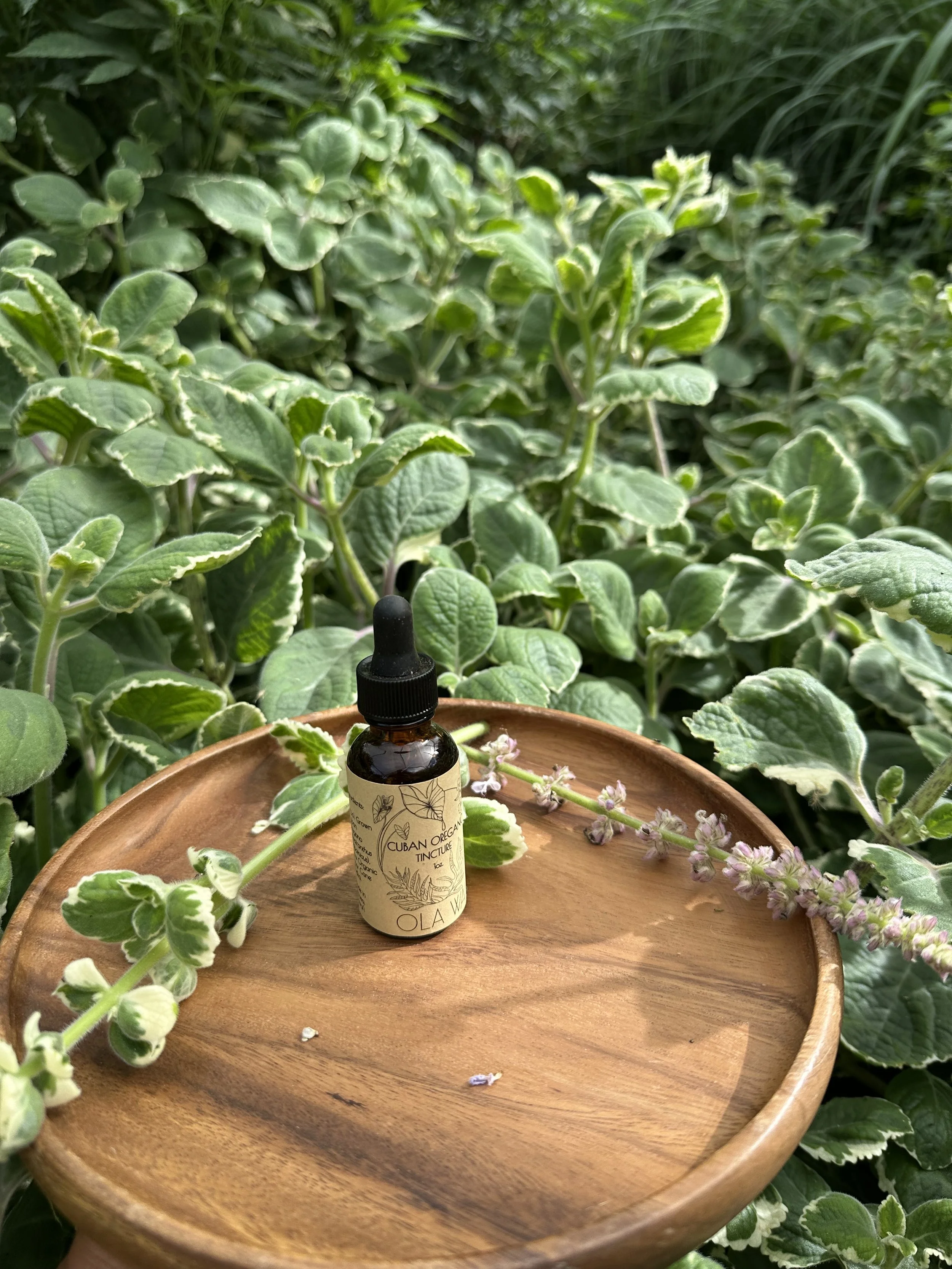Cuban Oregano Tincture