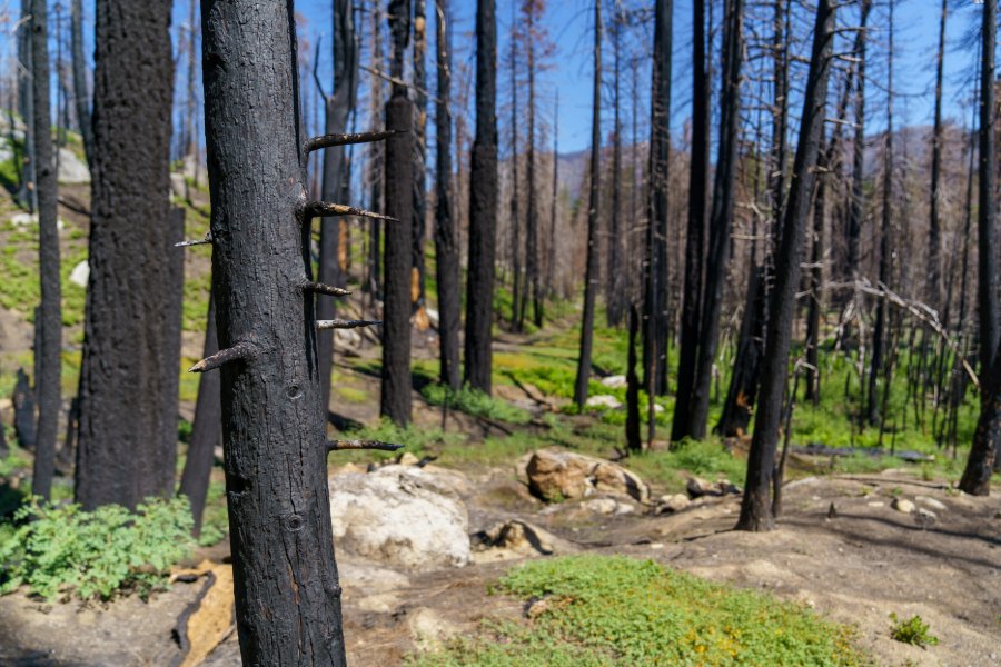 Soil-Erosion-Control_-Proven-Techniques-to-Stabilize-Land-After-a-Wildfire.jpg