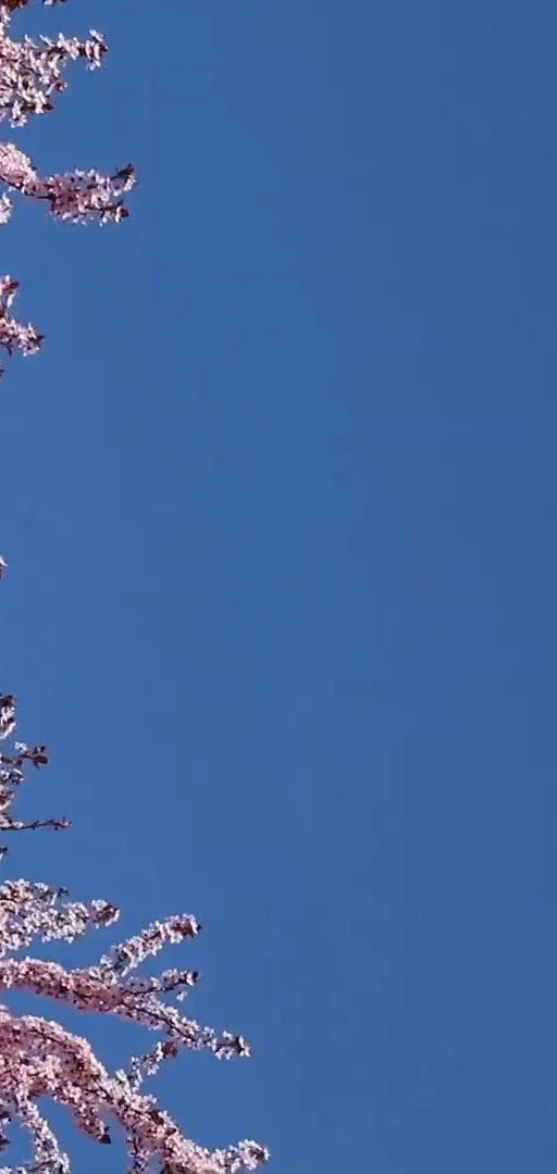 Cherry blossom mobile background.jpg