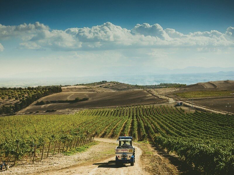 Wine Tasting in South Sardinia: Carignano, Vermentino, Vernaccia and the Legacy of Giacomo Tachis