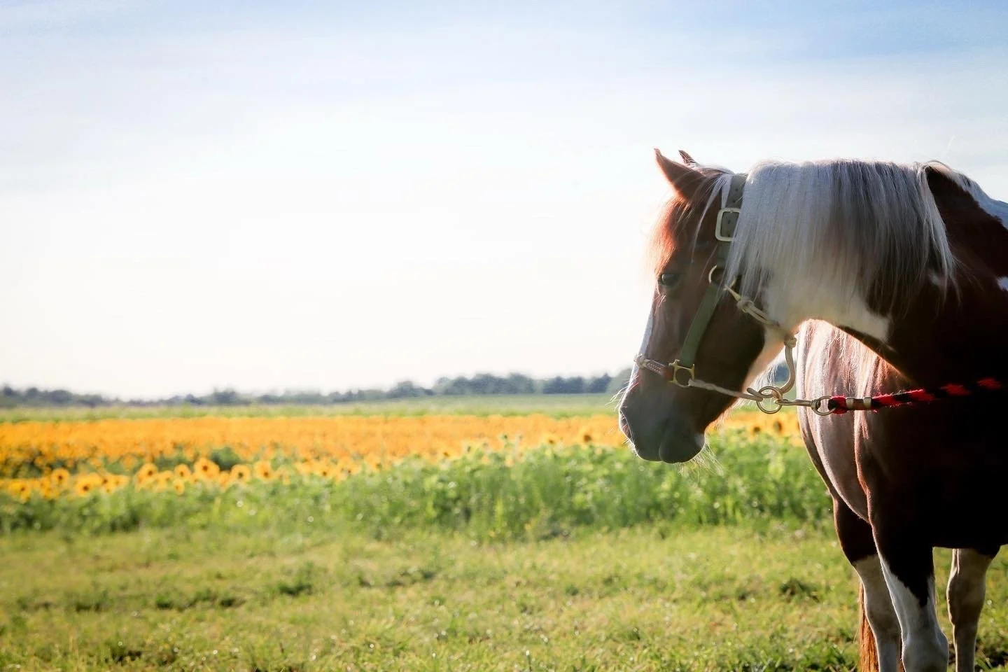 Brown and white horse with a white mane in a field of sunflowers on a sunny day.