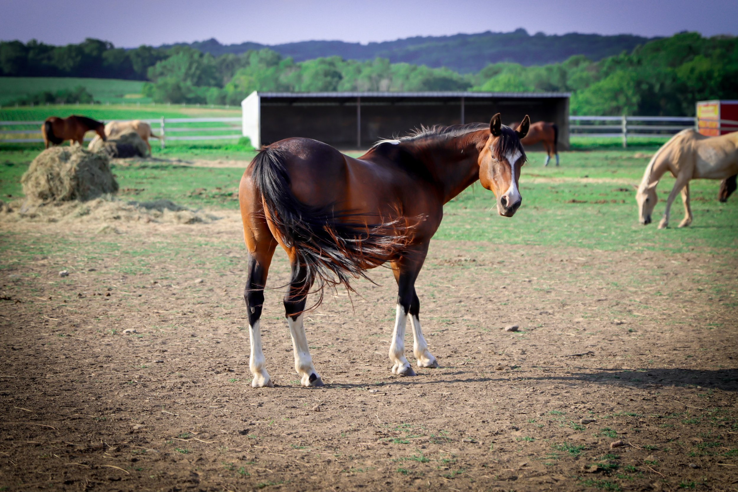 Brown horse with white markings standing in a grassy paddock with other horses in the background.