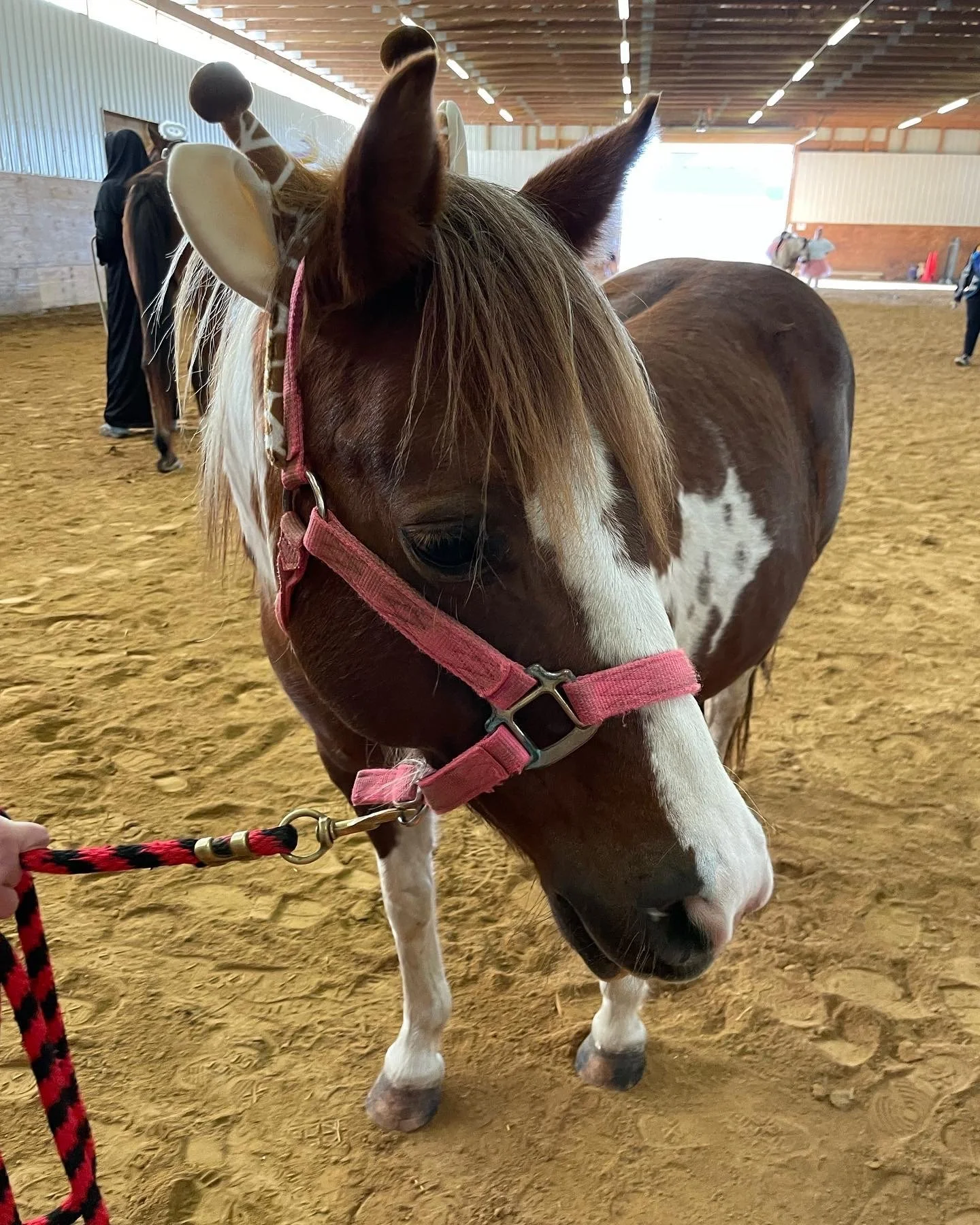 Brown and white horse with a pink halter and novelty giraffe headband in an indoor arena, being held by a person with a black and red lead rope.