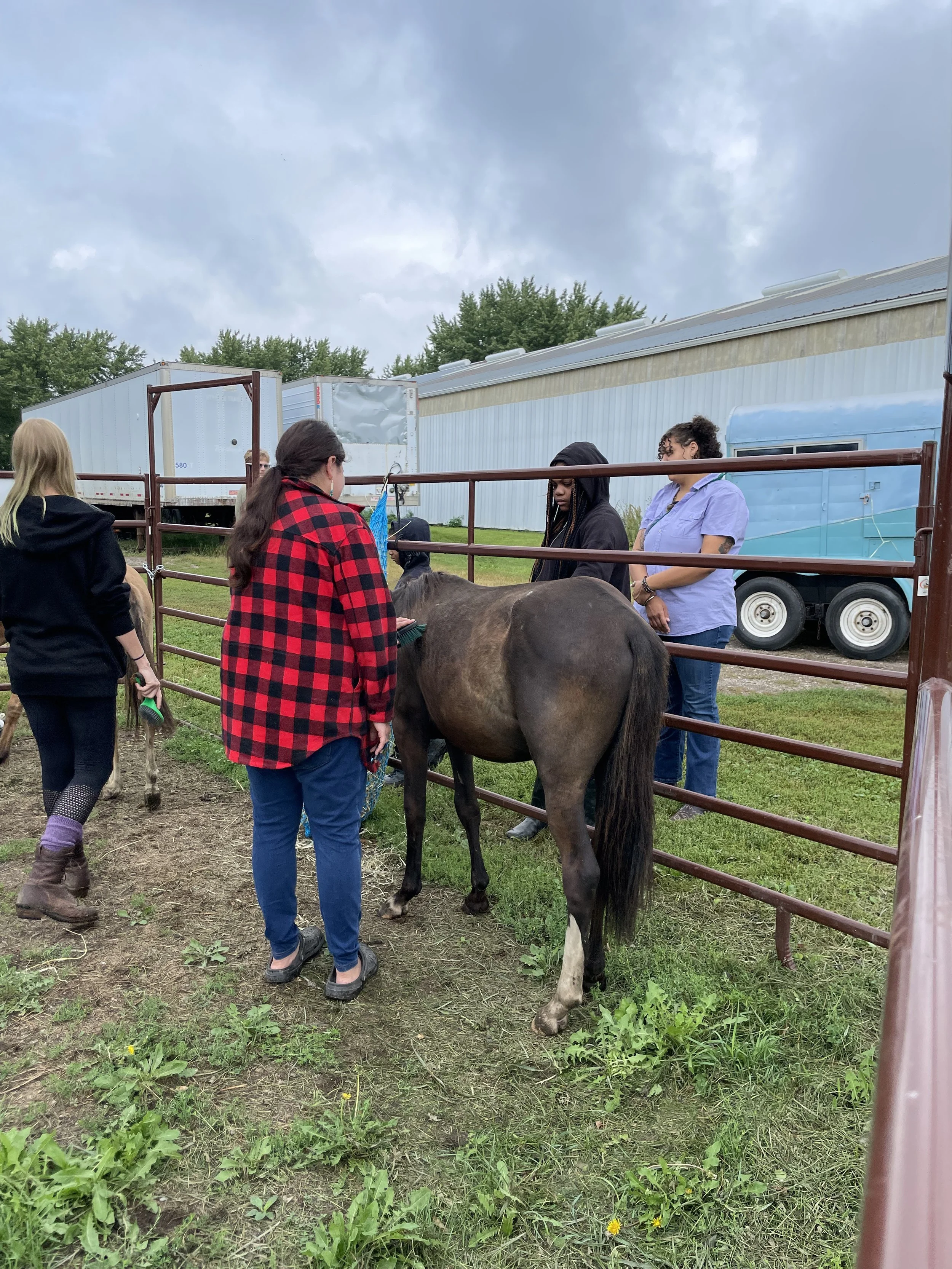 People standing near a horse pen with a dark brown horse, grassy field, and trailers in the background on a cloudy day.