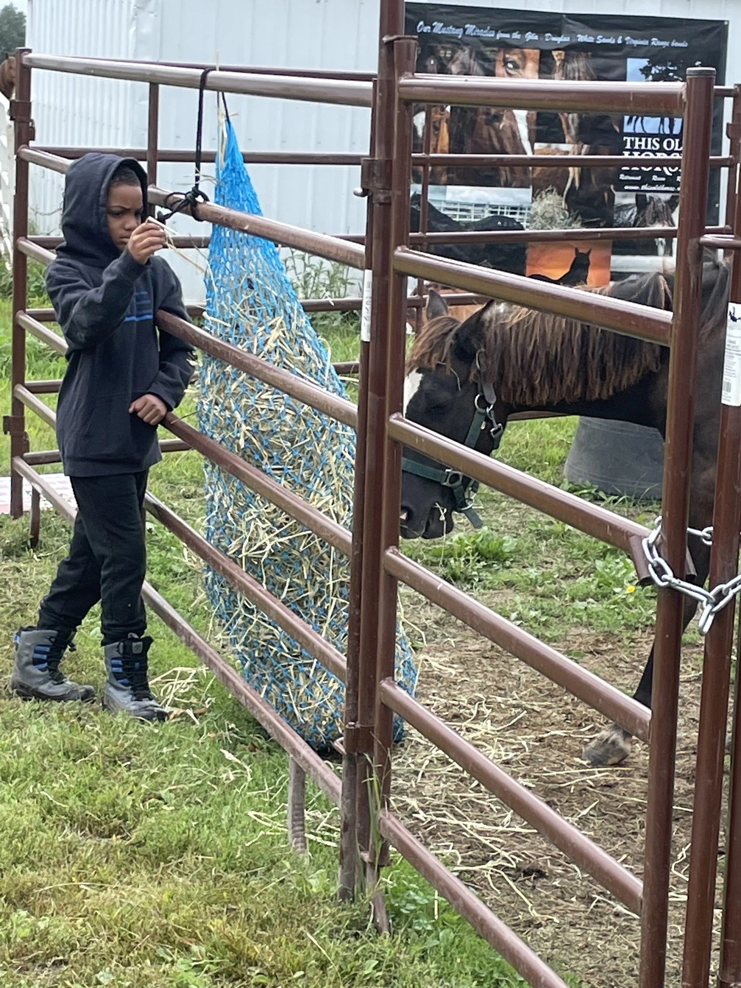 Child in a hoodie standing next to a horse pen with a brown horse eating hay from a blue net feeder. The scene is outdoors with a poster on the fence in the background.