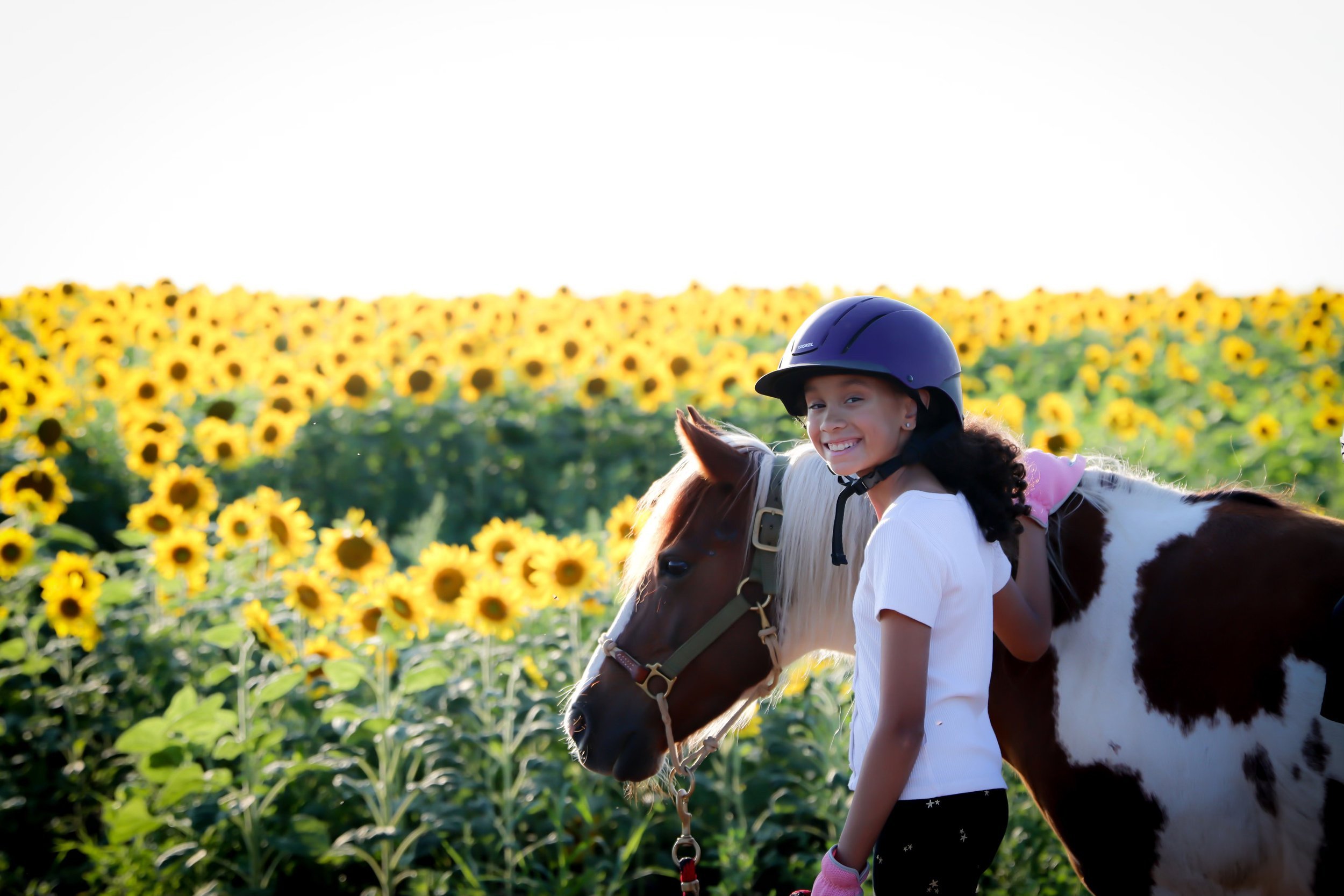 Girl wearing a helmet and holding a pony in a field of sunflowers