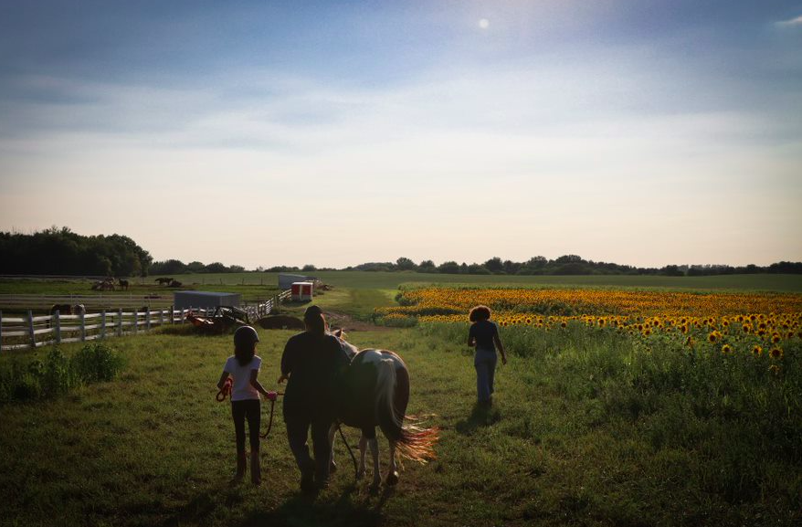 People walking with a horse near sunflower field on a farm.