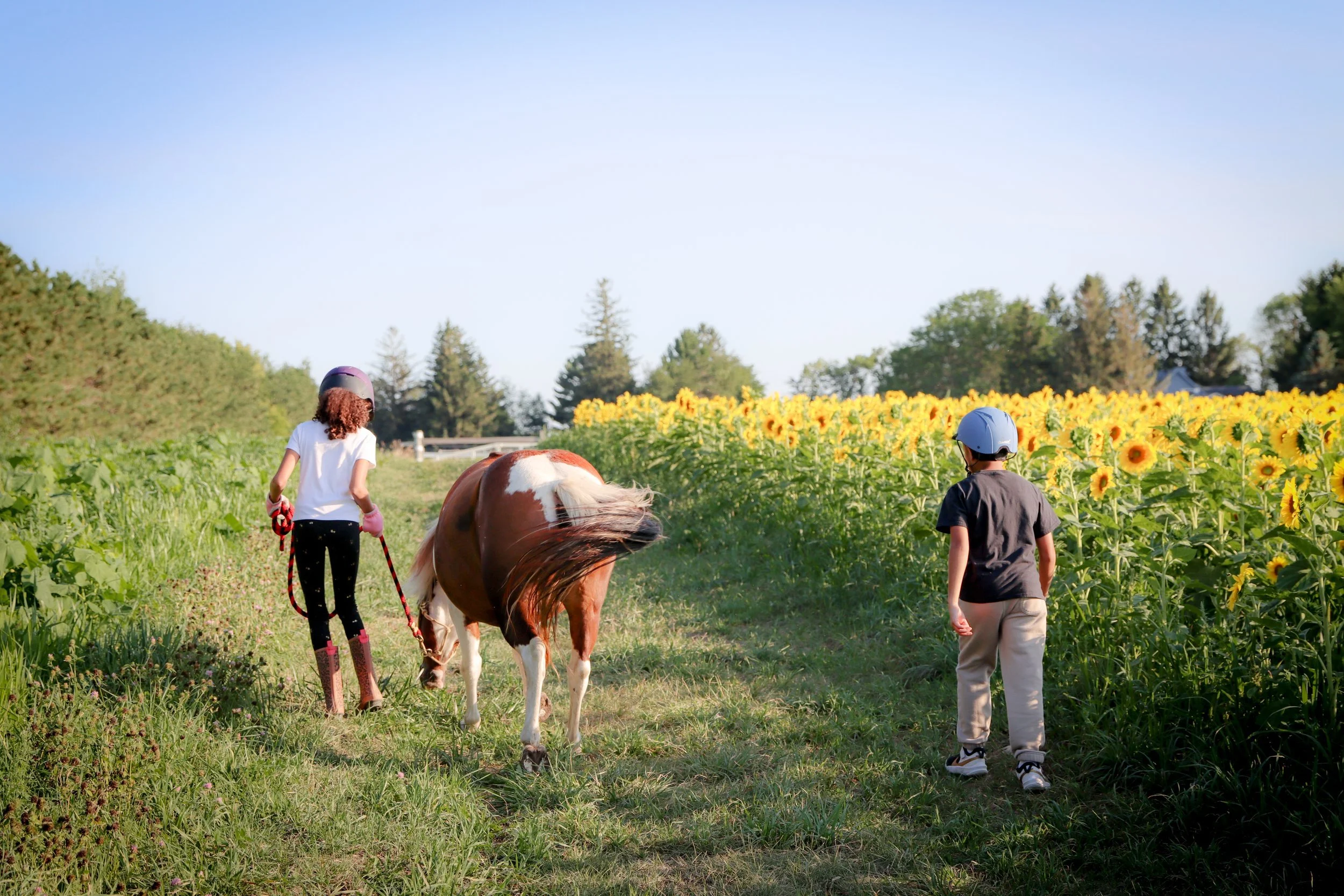 Two children wearing helmets walking with a brown and white pony along a path flanked by a field of sunflowers on one side and greenery on the other, under a clear blue sky.