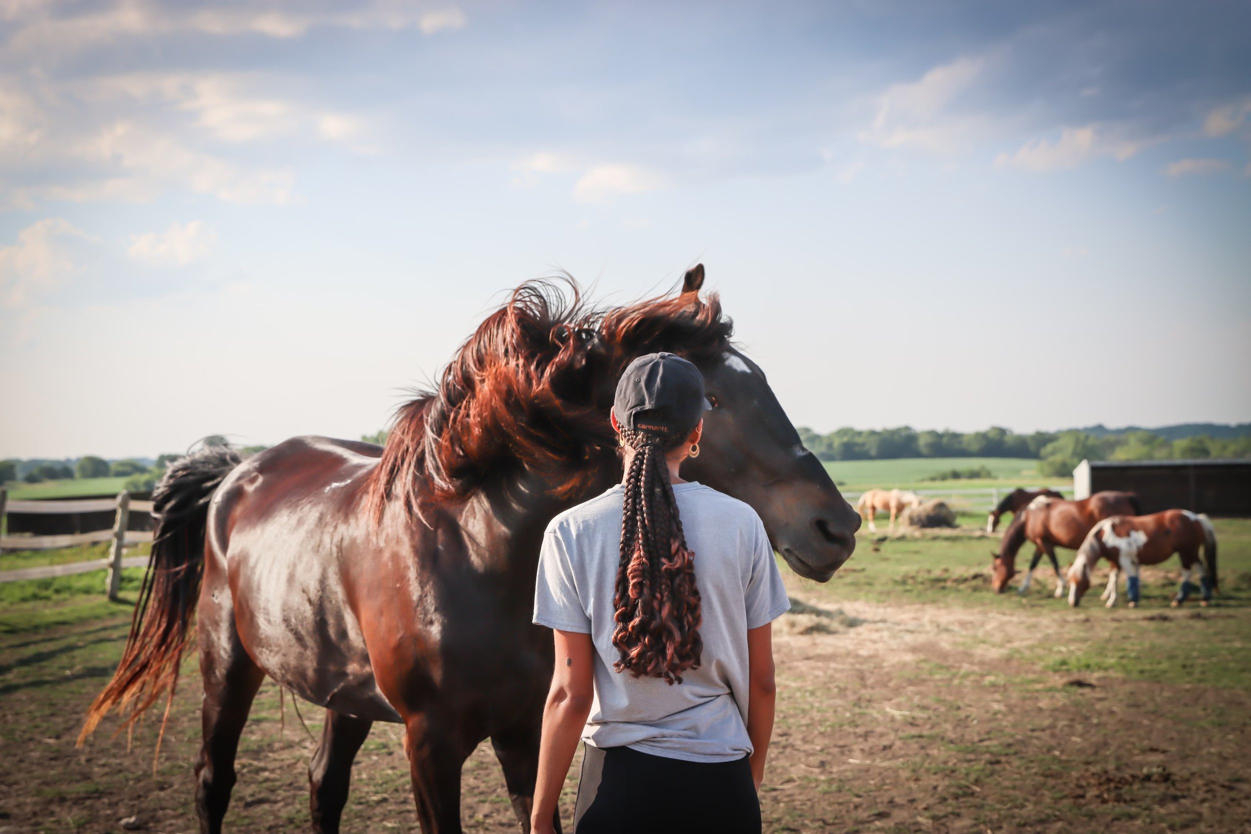 Person with braids standing in front of a brown horse in a field, surrounded by other grazing horses on a sunny day.