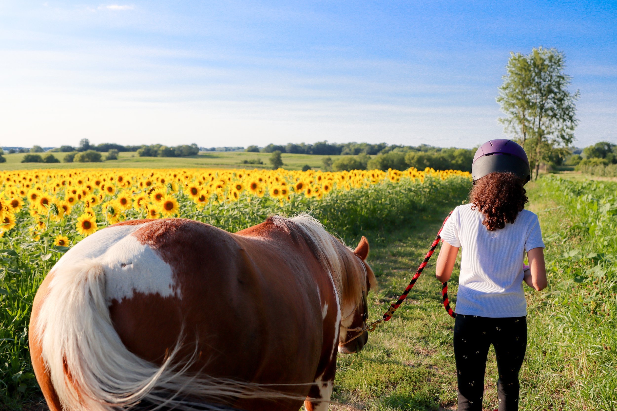 Child wearing helmet leading a horse on a path beside a sunflower field on a sunny day.