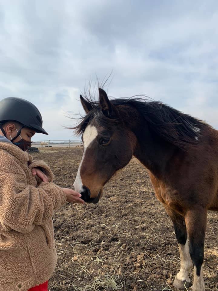 Person wearing a helmet feeding a brown horse on a muddy field.