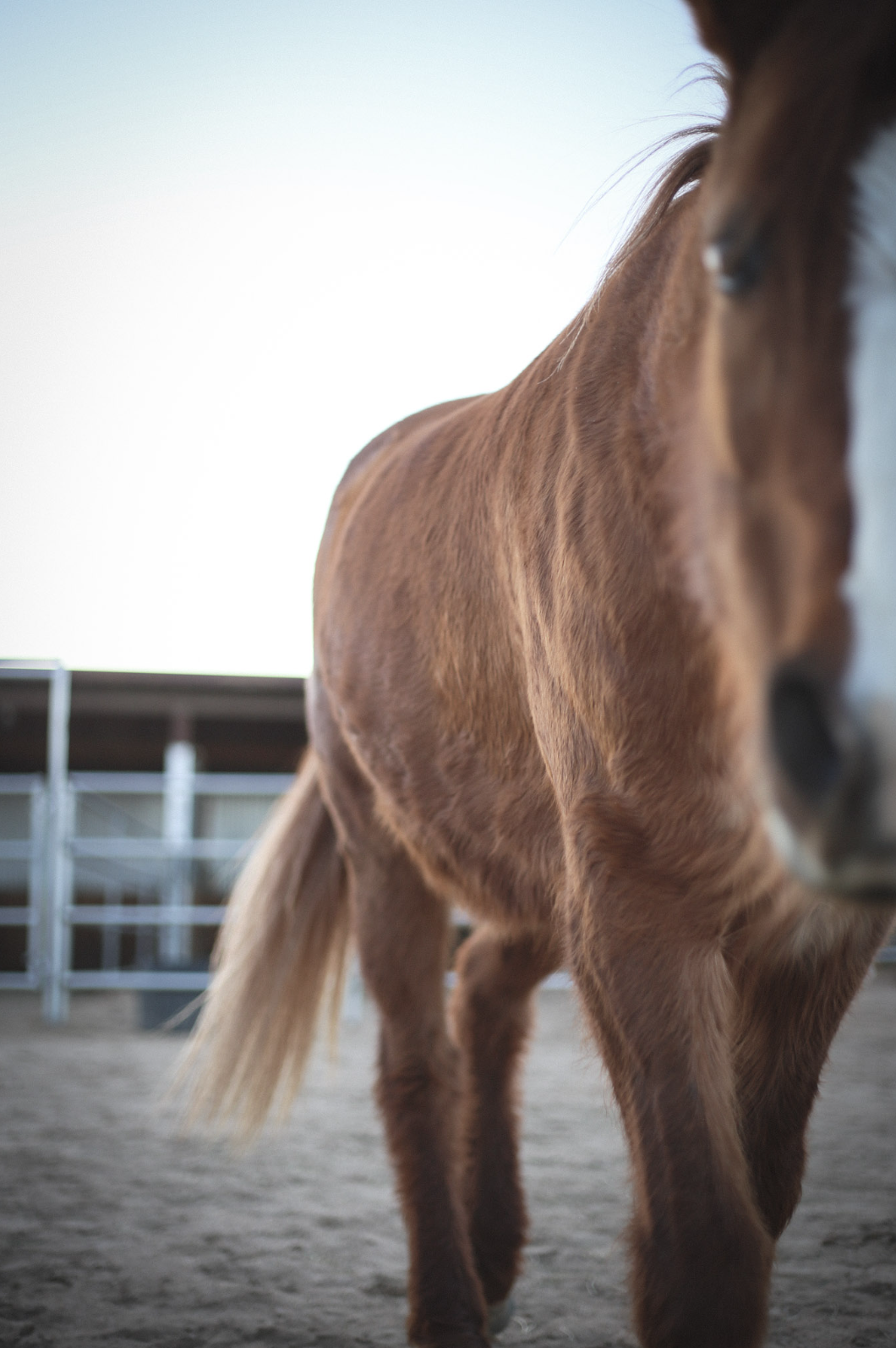 Close-up of a brown horse partially visible, standing in a sandy area near a stable.
