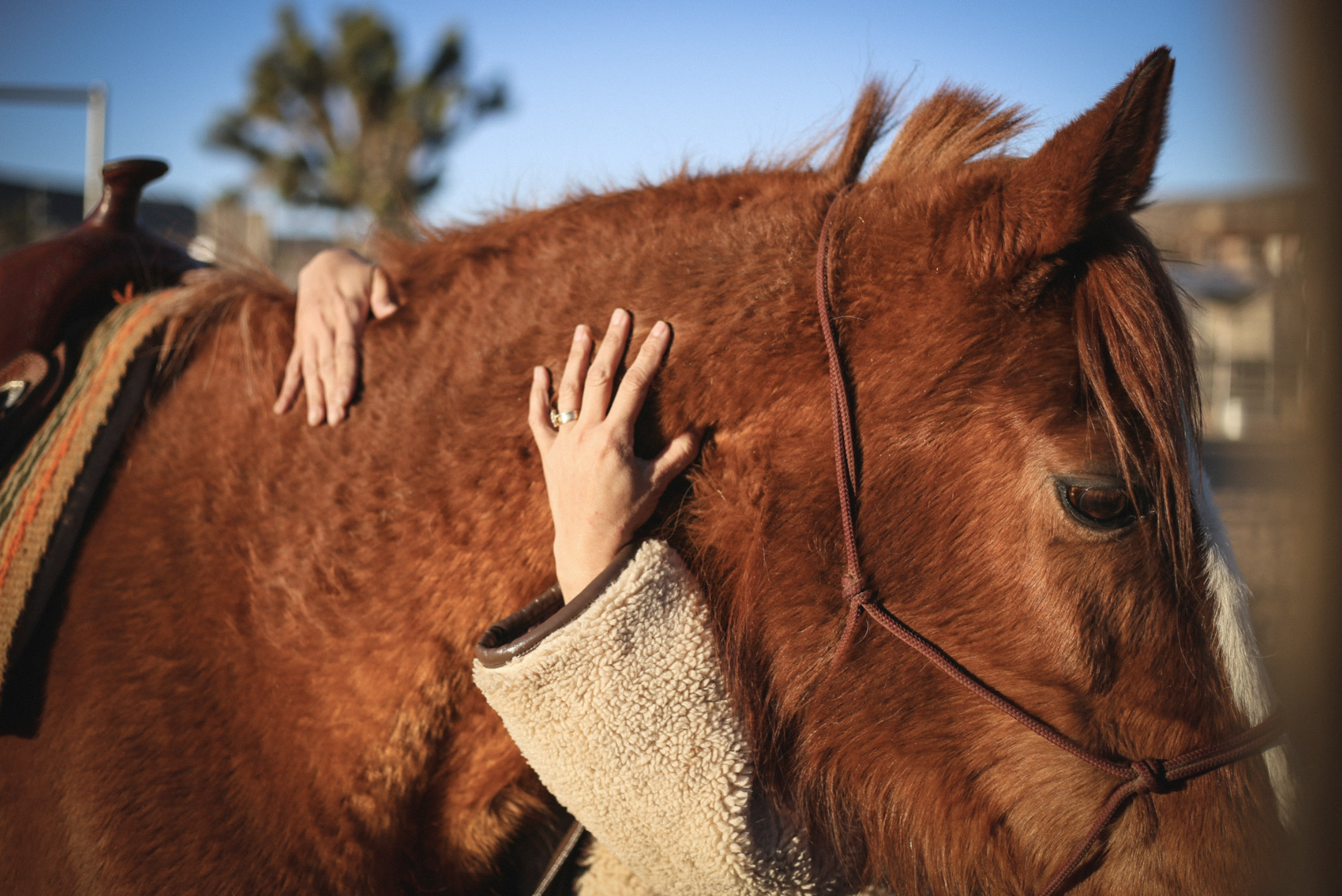 Person hugging a brown horse with a bridle outdoors.