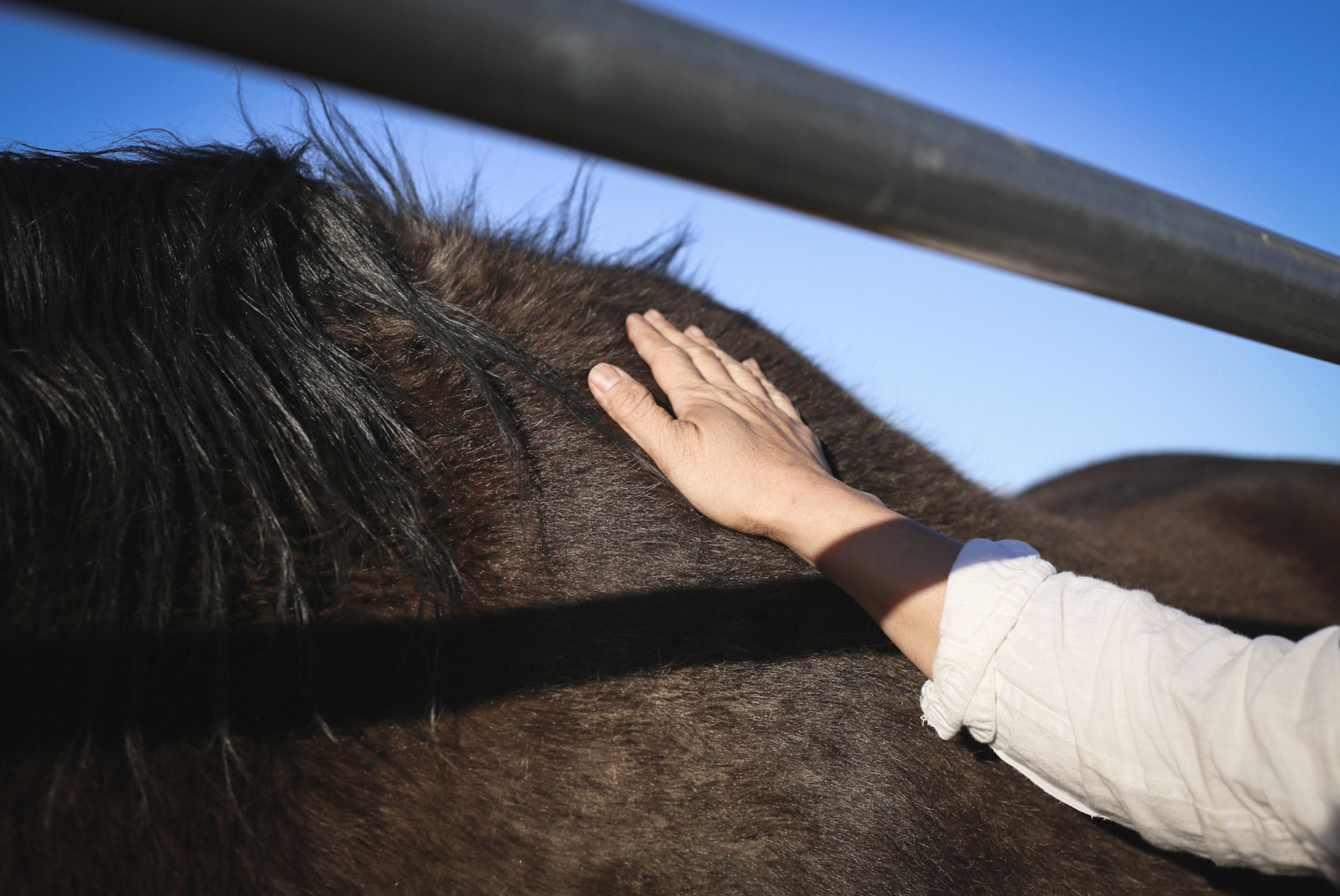 Person's hand petting a horse's neck under sunlight.