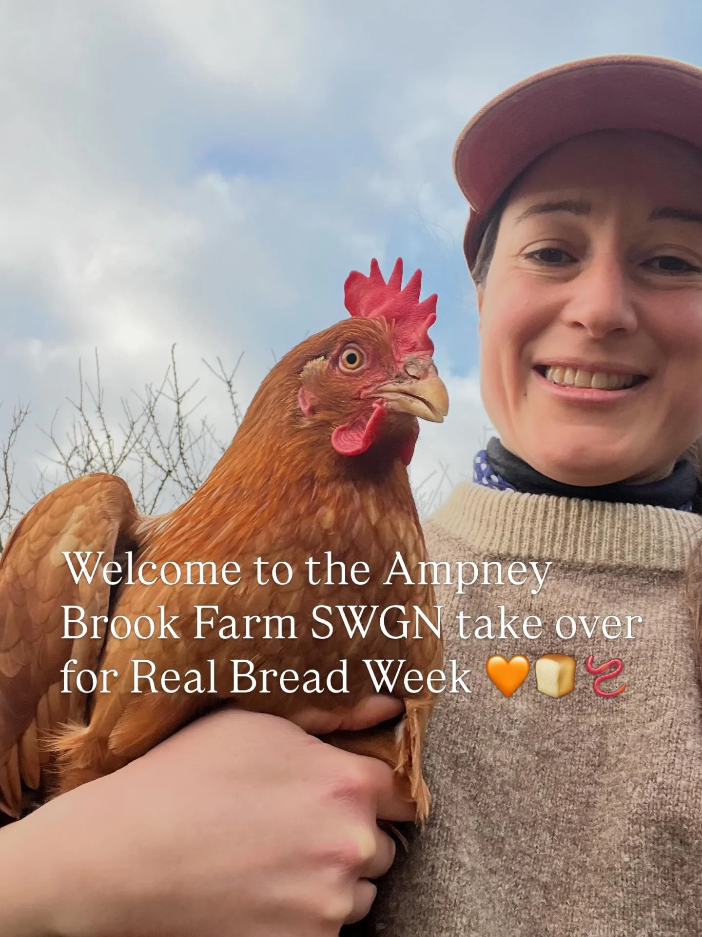 Real Bread Week round up! We've had a great day taking over the South West Grain Network Instagram to tell the story of how we grow organic milling wheat for flour for real bread.
🪱
Mob grazing the cattle is an important part of our system; the cows